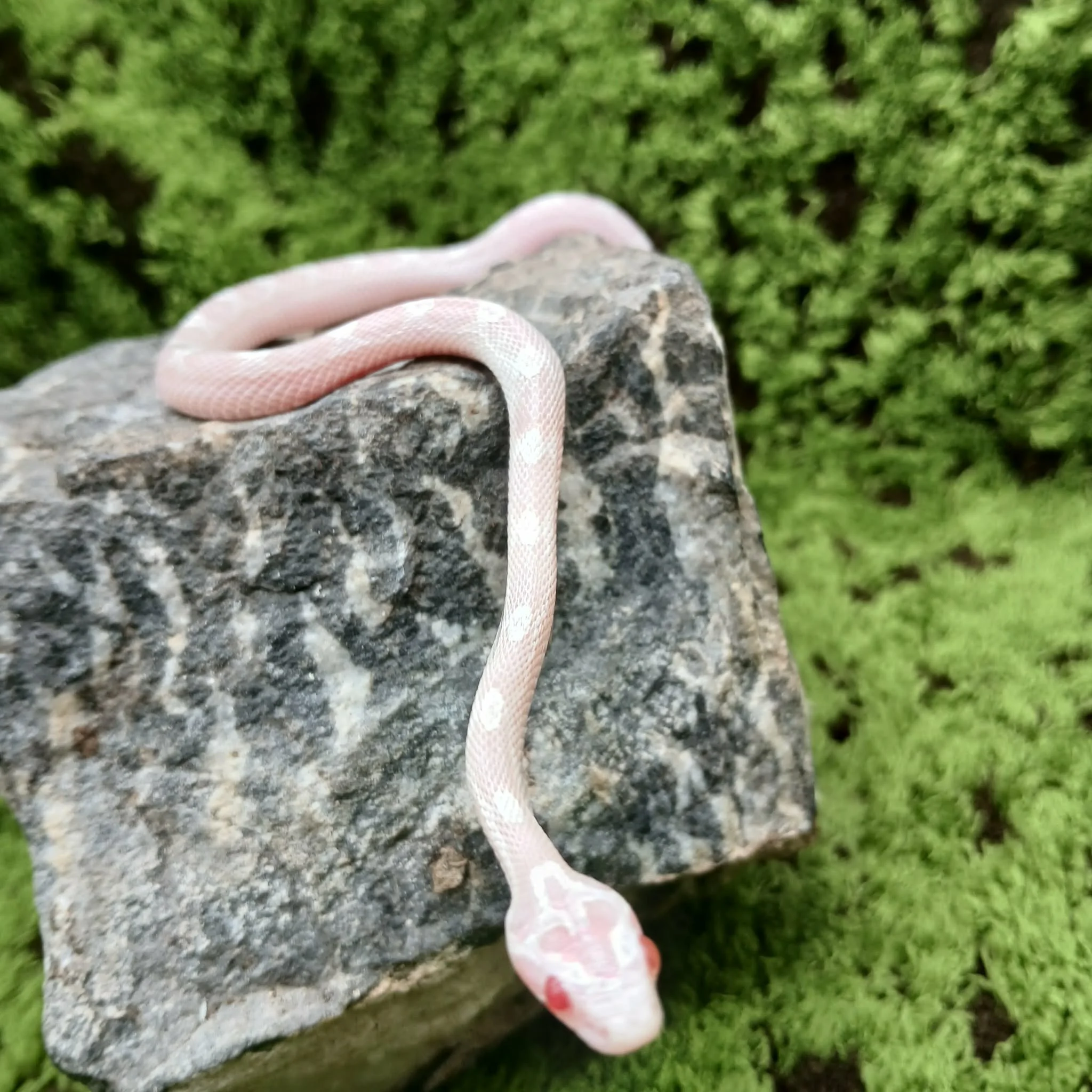 Avalanche Baby Corn Snake For Sale - Female
