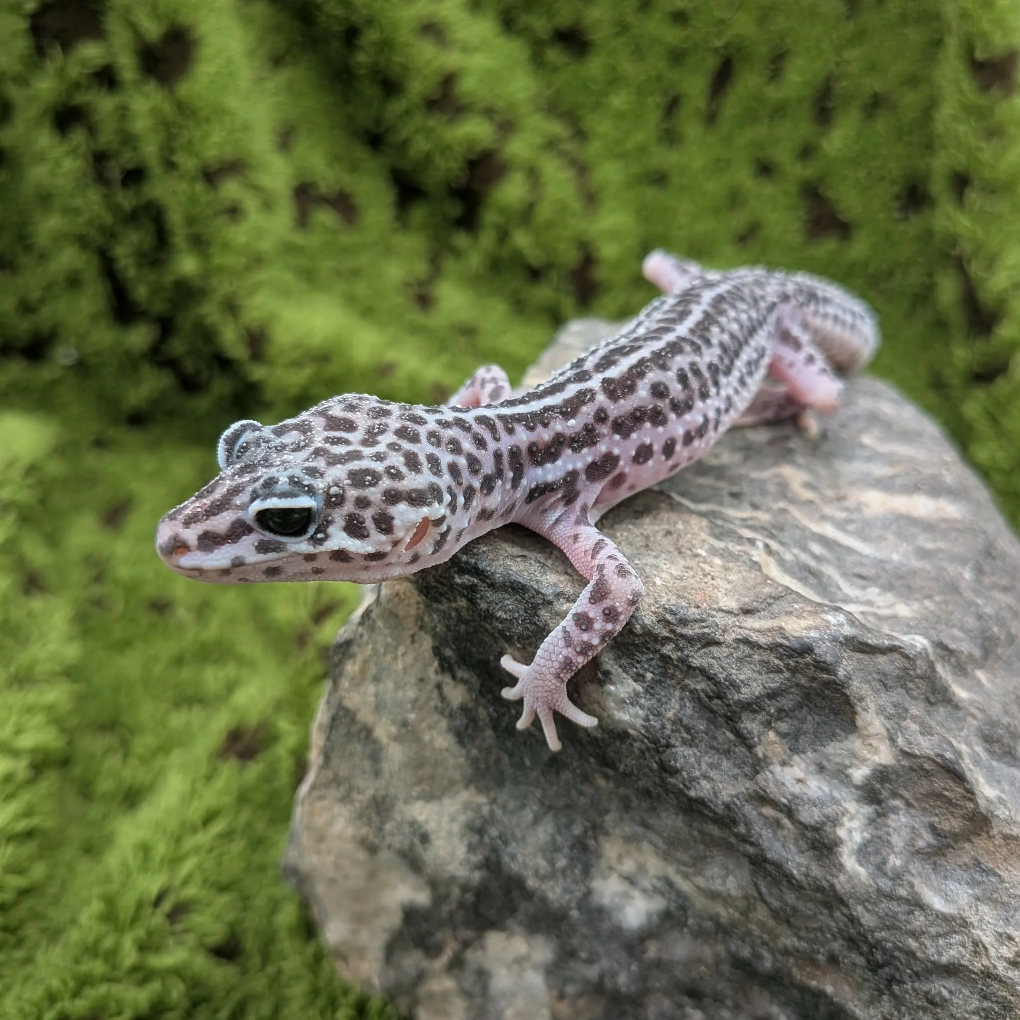 Mack Snow Leopard Gecko For Sale