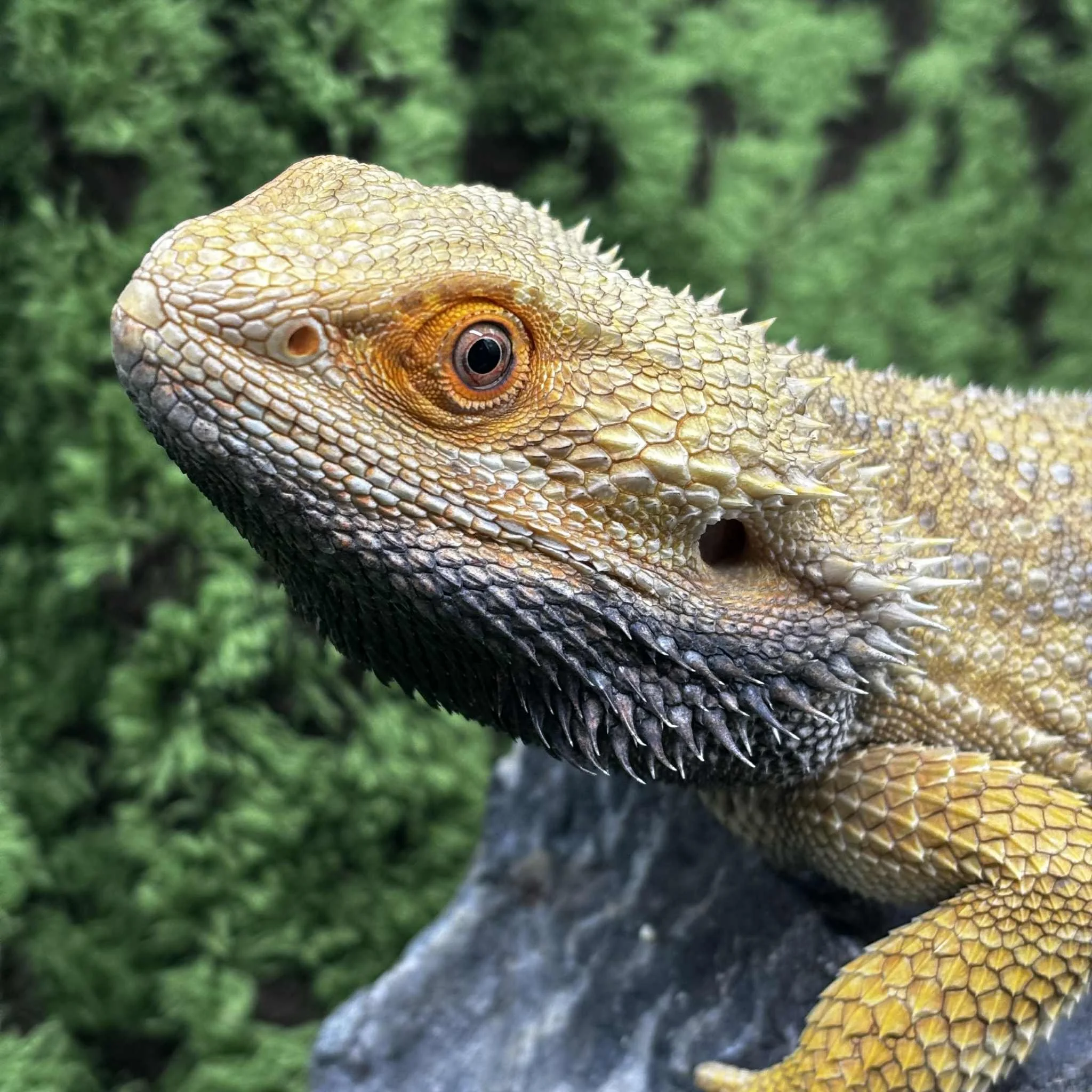 'Roger' The Bearded Dragon For Sale