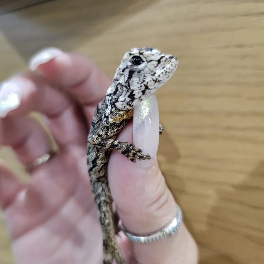 Baby Frilled Dragon For Sale Indonesian