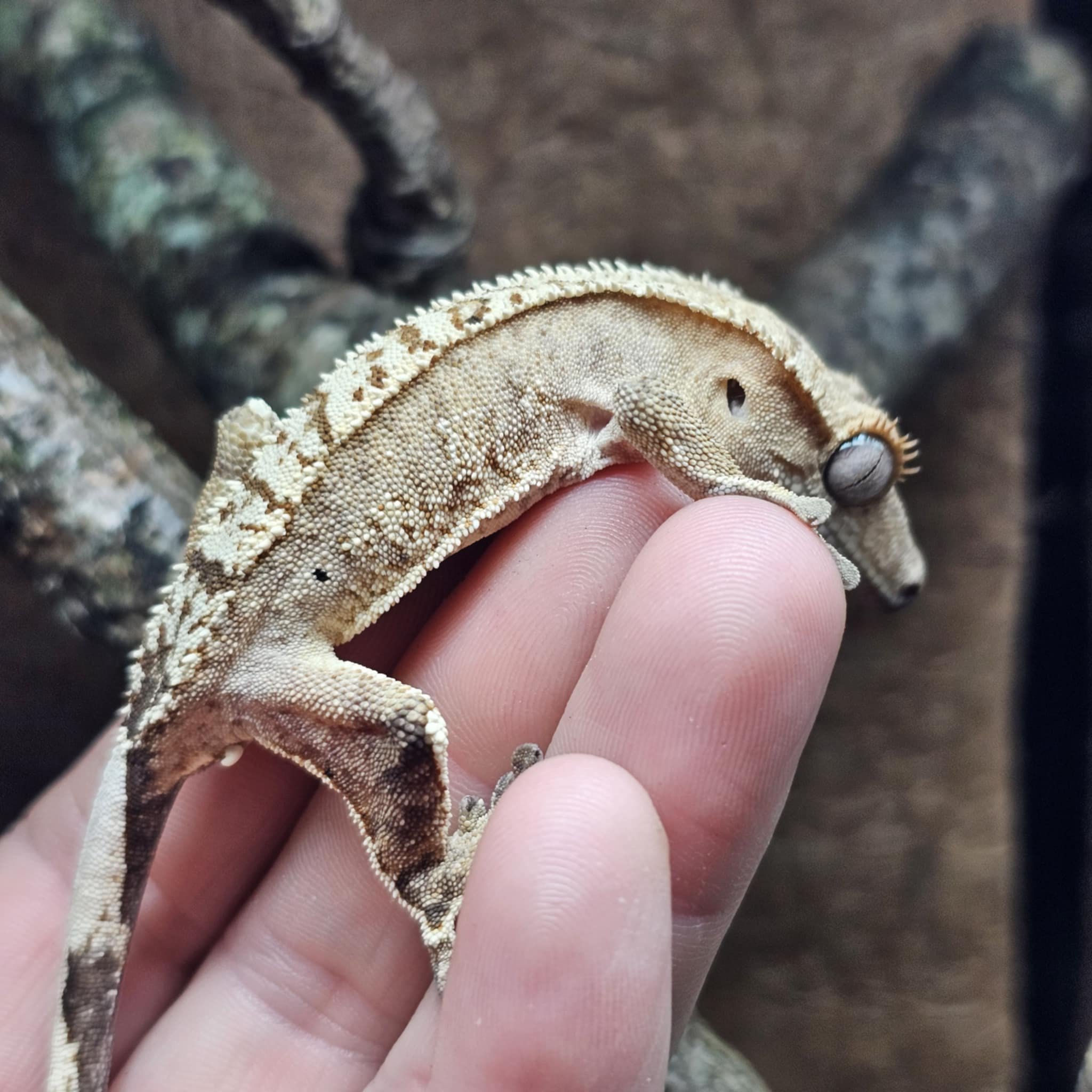 Baby Crested Gecko For Sale - Yellow Harlequin