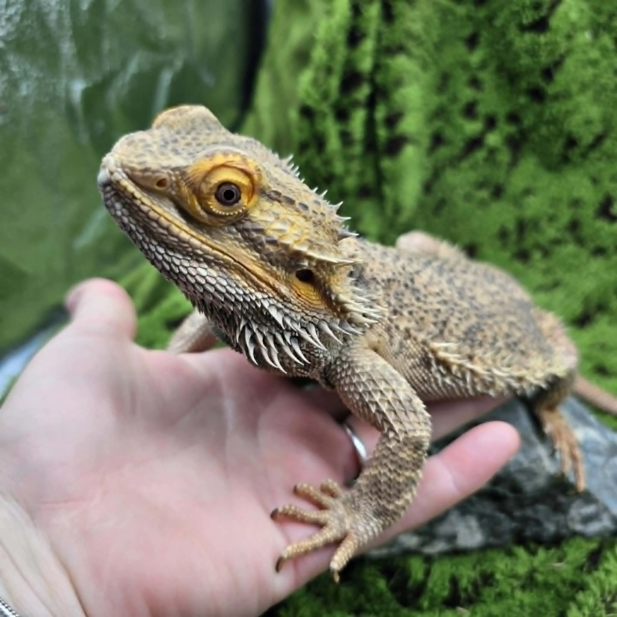 'Gaara' The Bearded Dragon For Sale