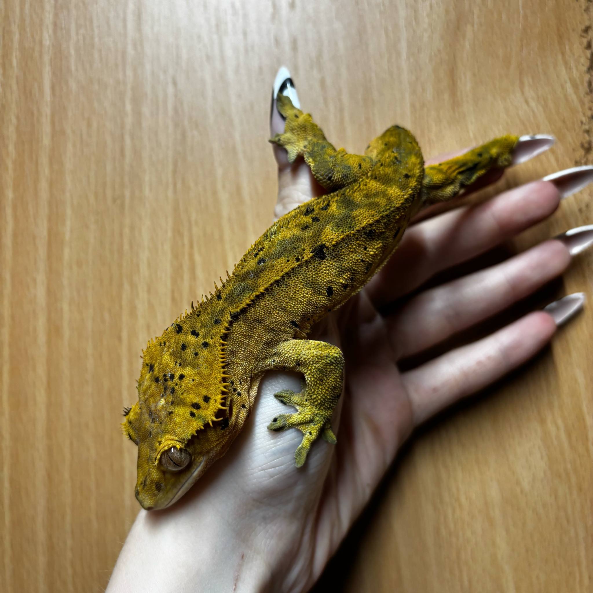 Extreme Brindle Dalmatian Crested Gecko For Sale - Male