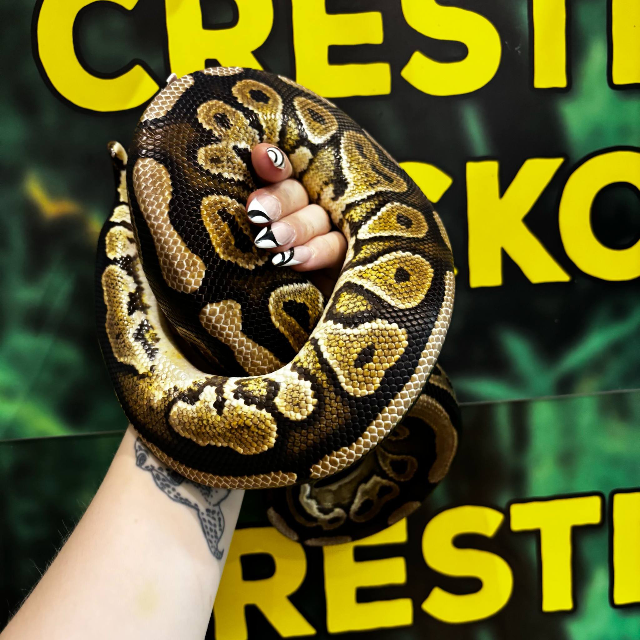 Possible Cinnamon Royal Python For Sale - Male