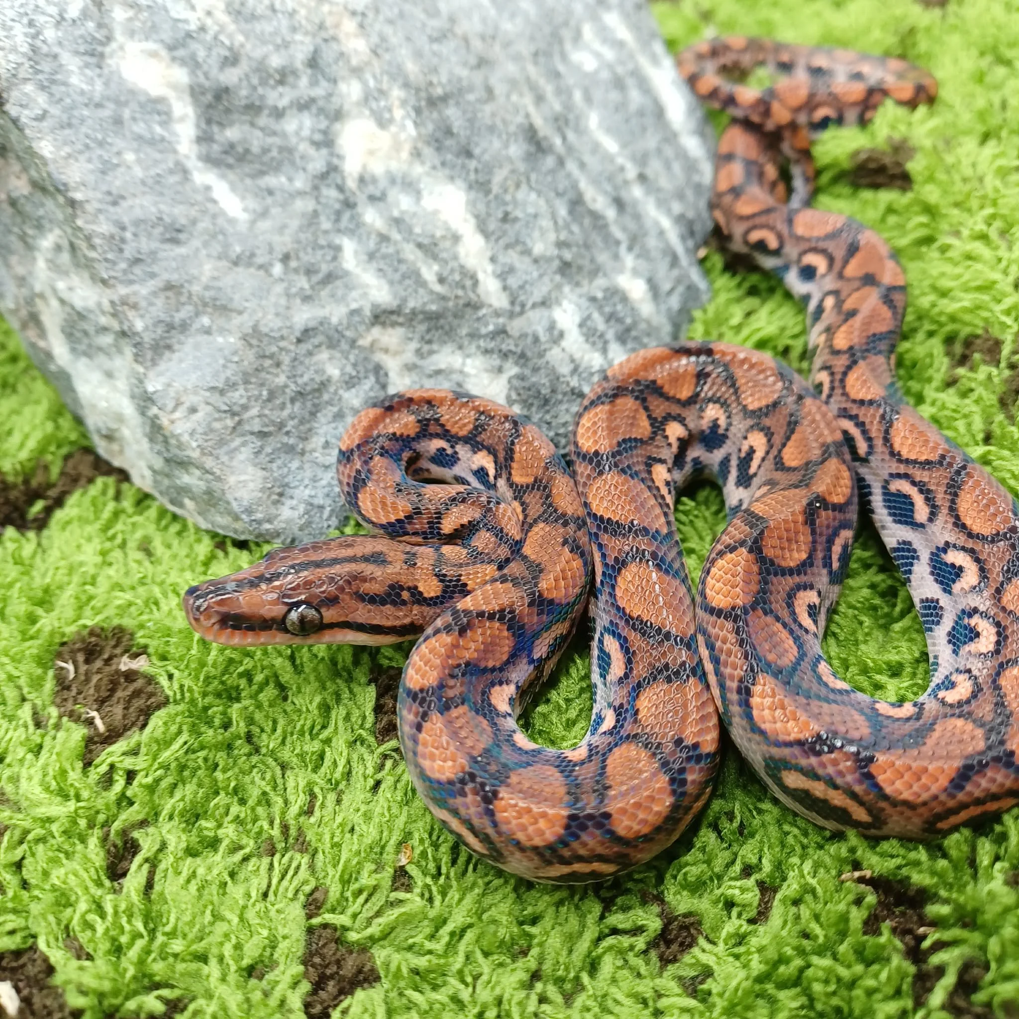 Brazilian Rainbow Boa For Sale - Male