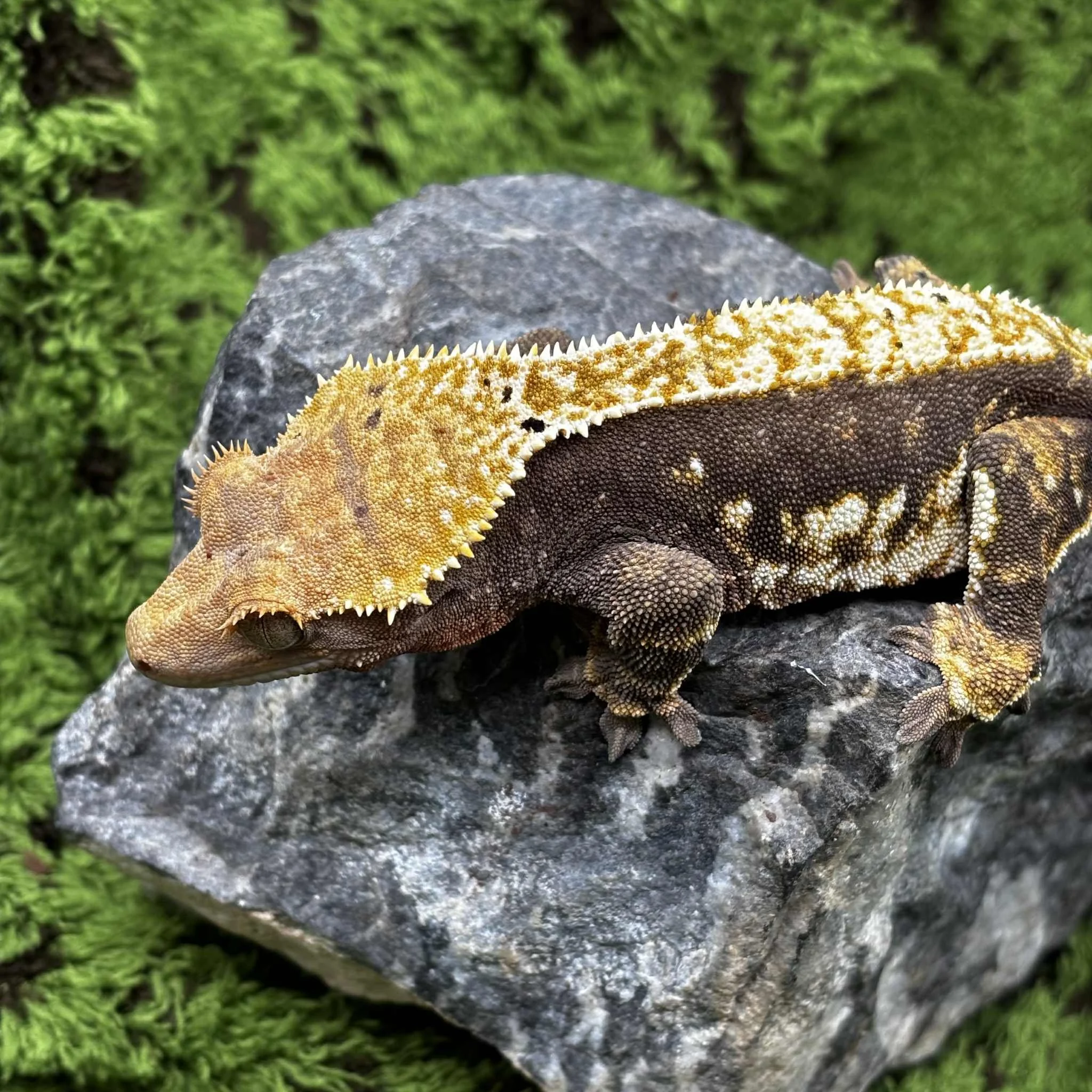 Tricolour Harlequin Crested Gecko For Sale - Female