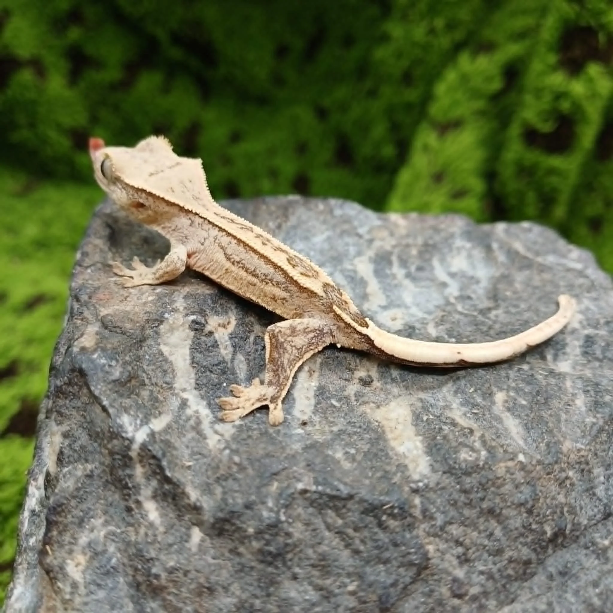Baby Crested Gecko For Sale - Velvet Line