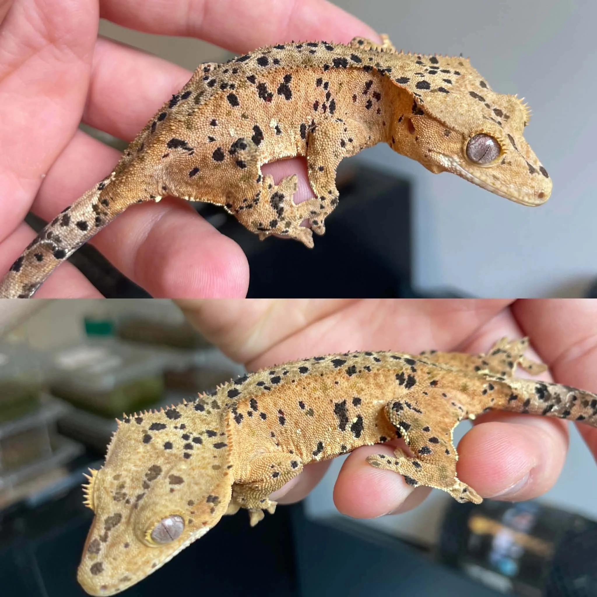Superdalmatian Crested Gecko For Sale - Juvenile Female