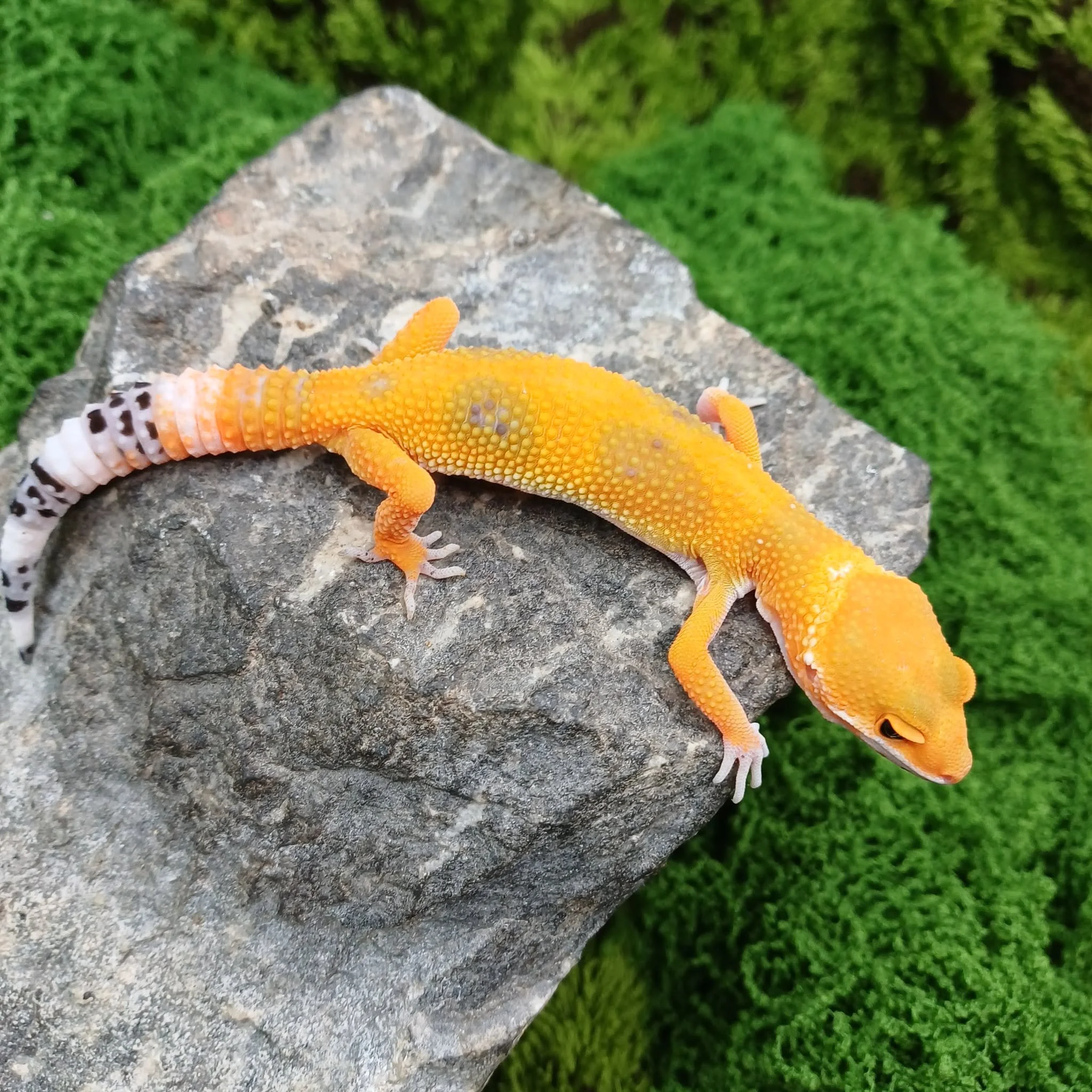 Gorgeous Tangerine Baby Leopard Gecko For Sale