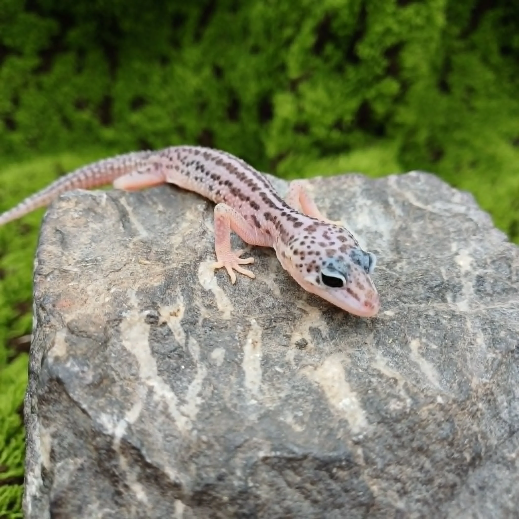 Super Snow Leopard Gecko For Sale