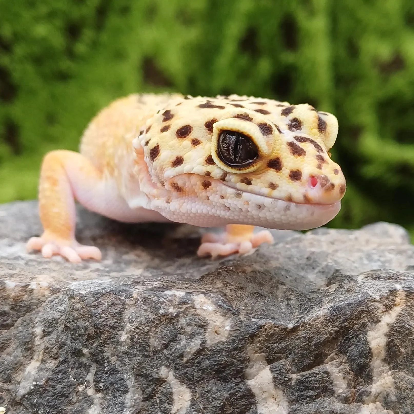 'Noel' The Leopard Gecko For Rehoming