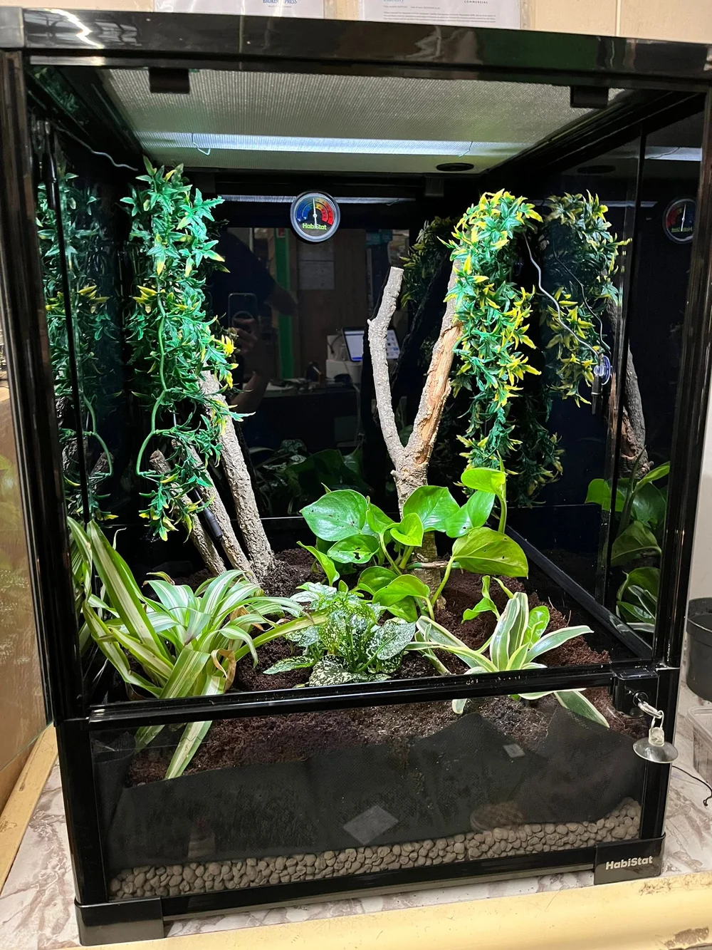 Glass Terrarium Crested Gecko Terrarium Kit Crested Gecko Kit