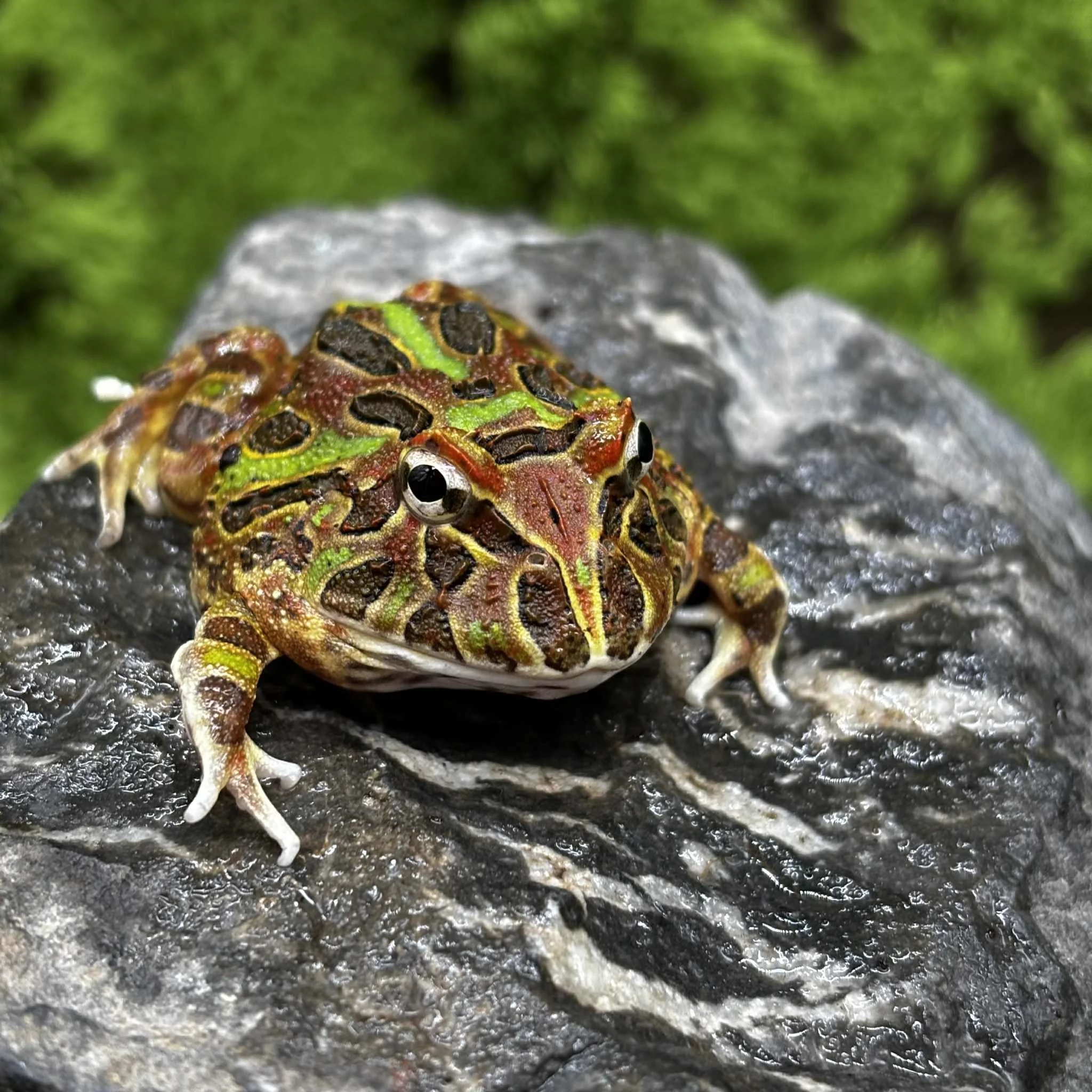 Camo Pacman Frogs For Sale