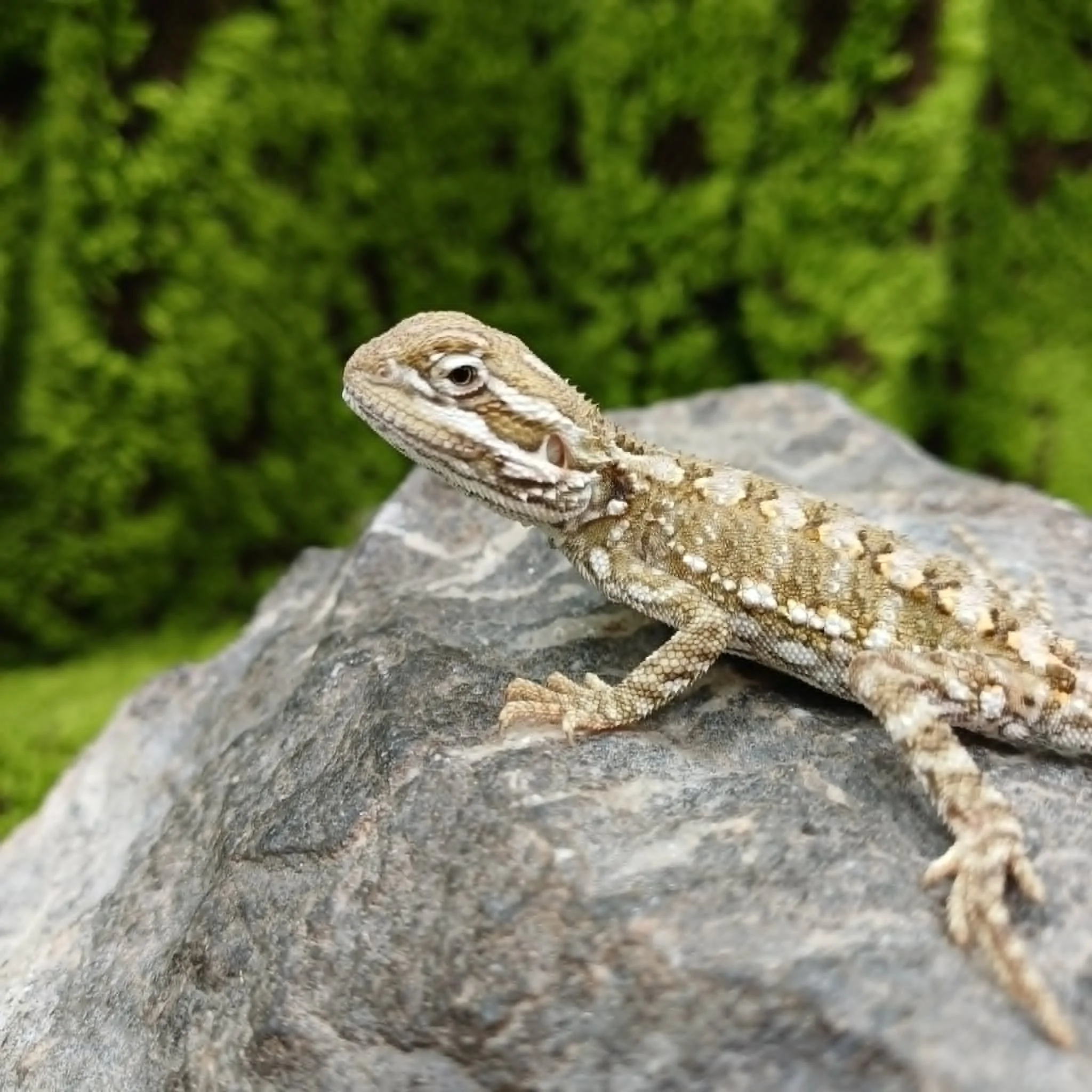 Baby Rankin's Dragon For Sale