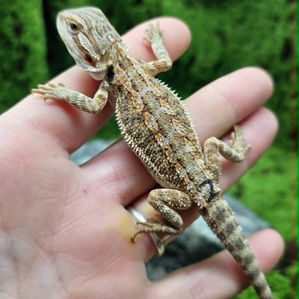 Curious Baby Bearded Dragon For Sale