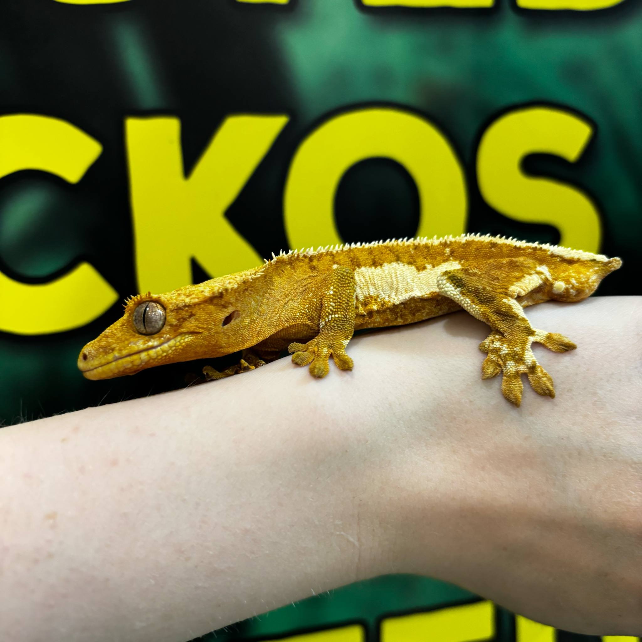 Orange Lilly White Crested Gecko For Sale - Male