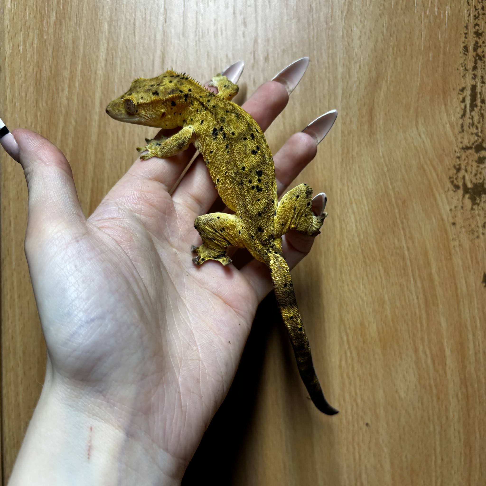 Breeder Female Dalmatian Sharpie Line Crested Gecko For Sale