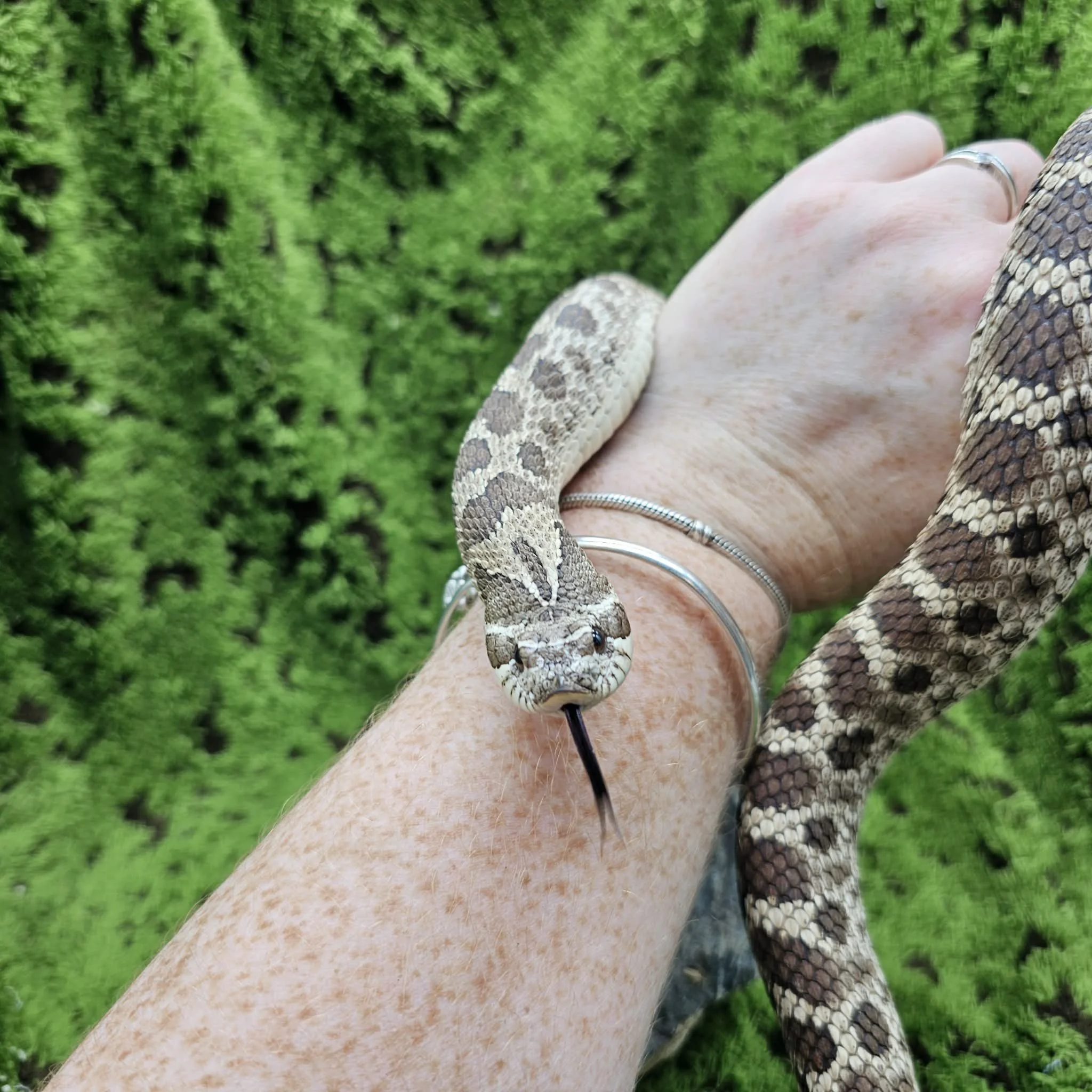 Adult Female Western Hognose Snake For Sale