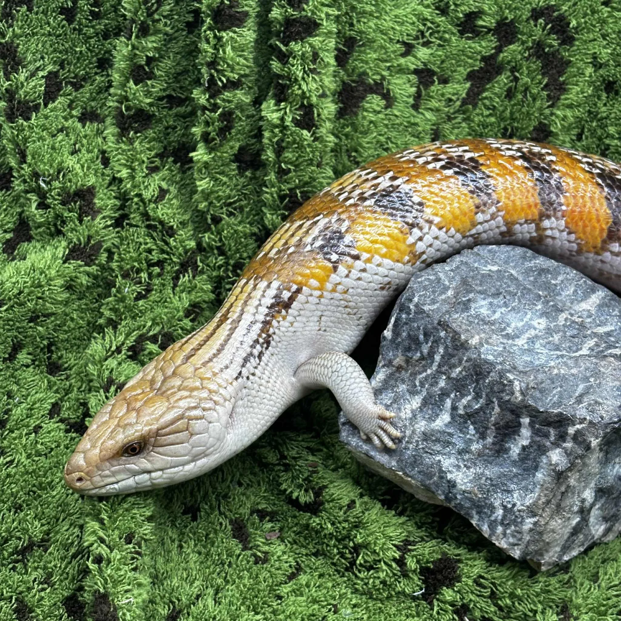 'Tigger' The Northern Blue Tongue Skink For Sale