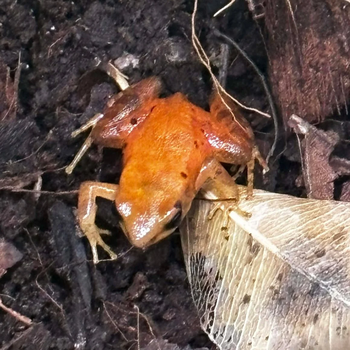 Golden Mantella Frogs For Sale