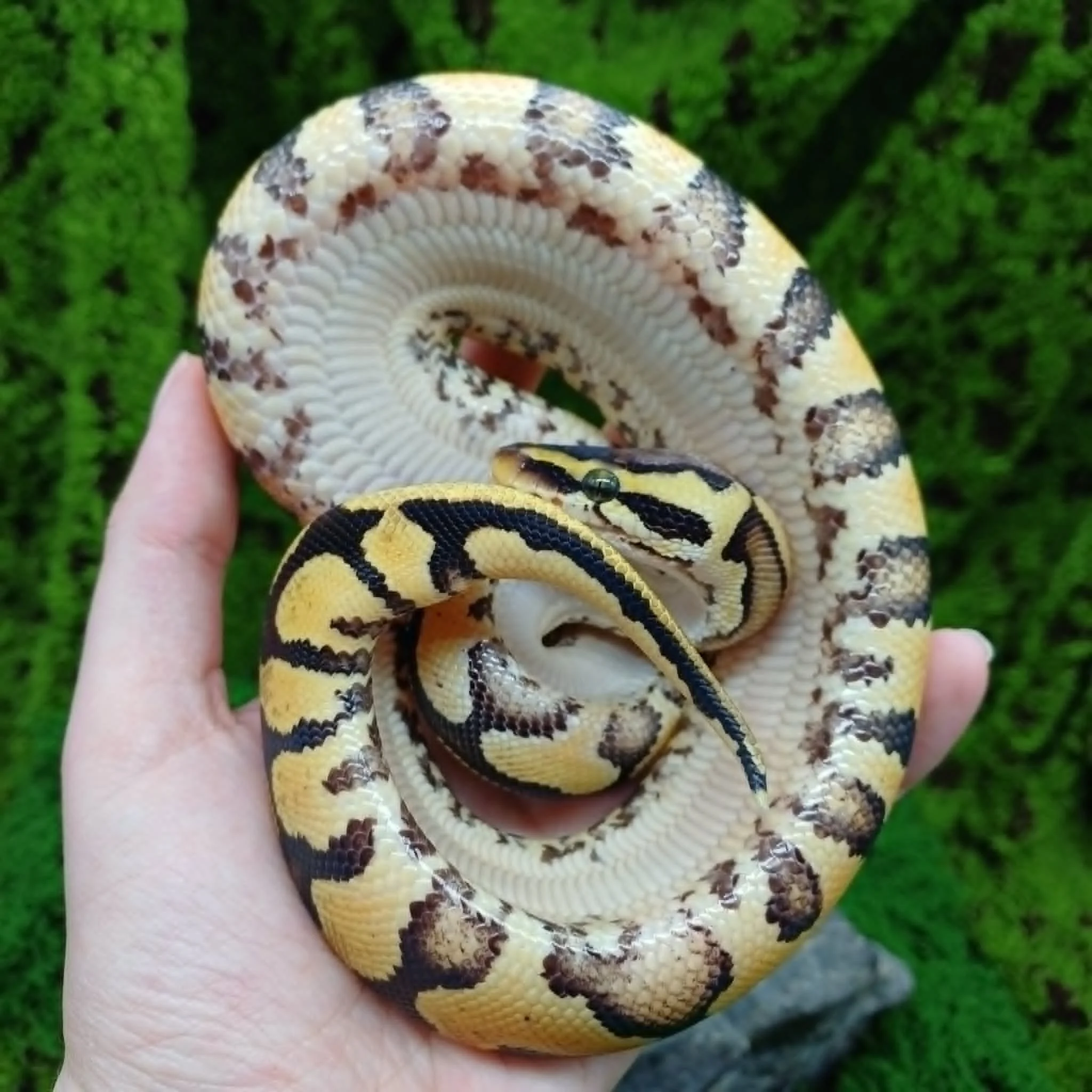 Orangebelly Pastel Ball Python For Sale - Male