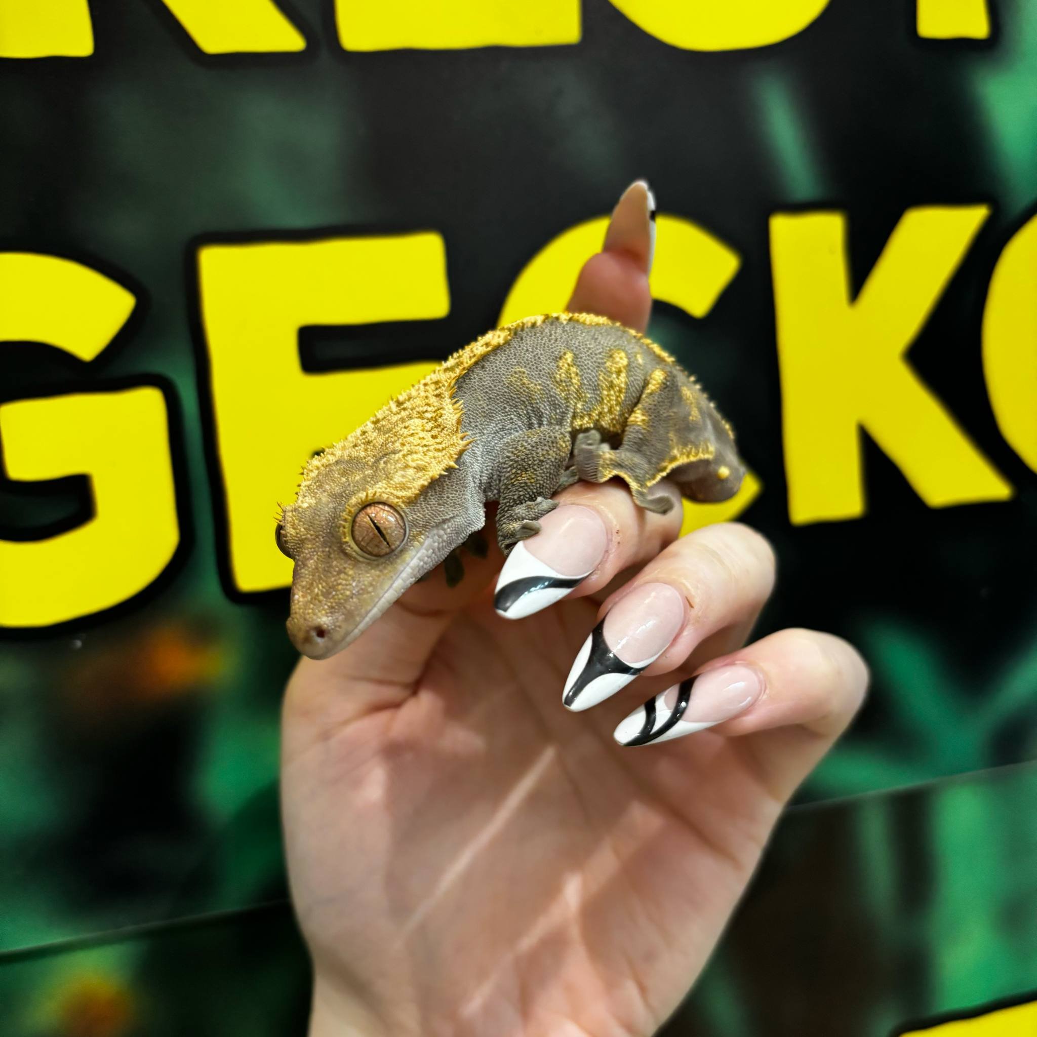 Blonde Harlequin Crested Gecko For Sale - Male