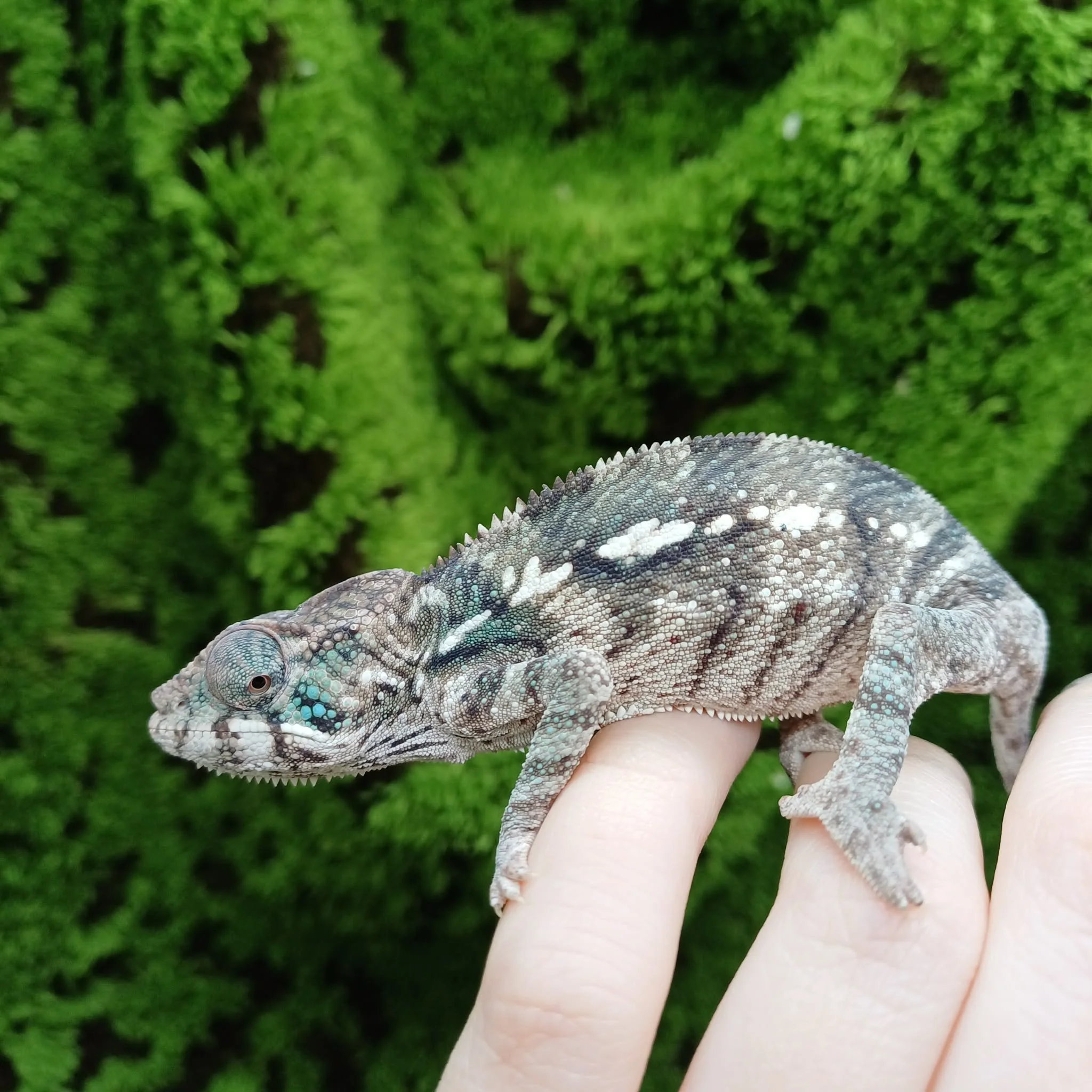 Baby Ambilobe Panther Chameleons For Sale - Male