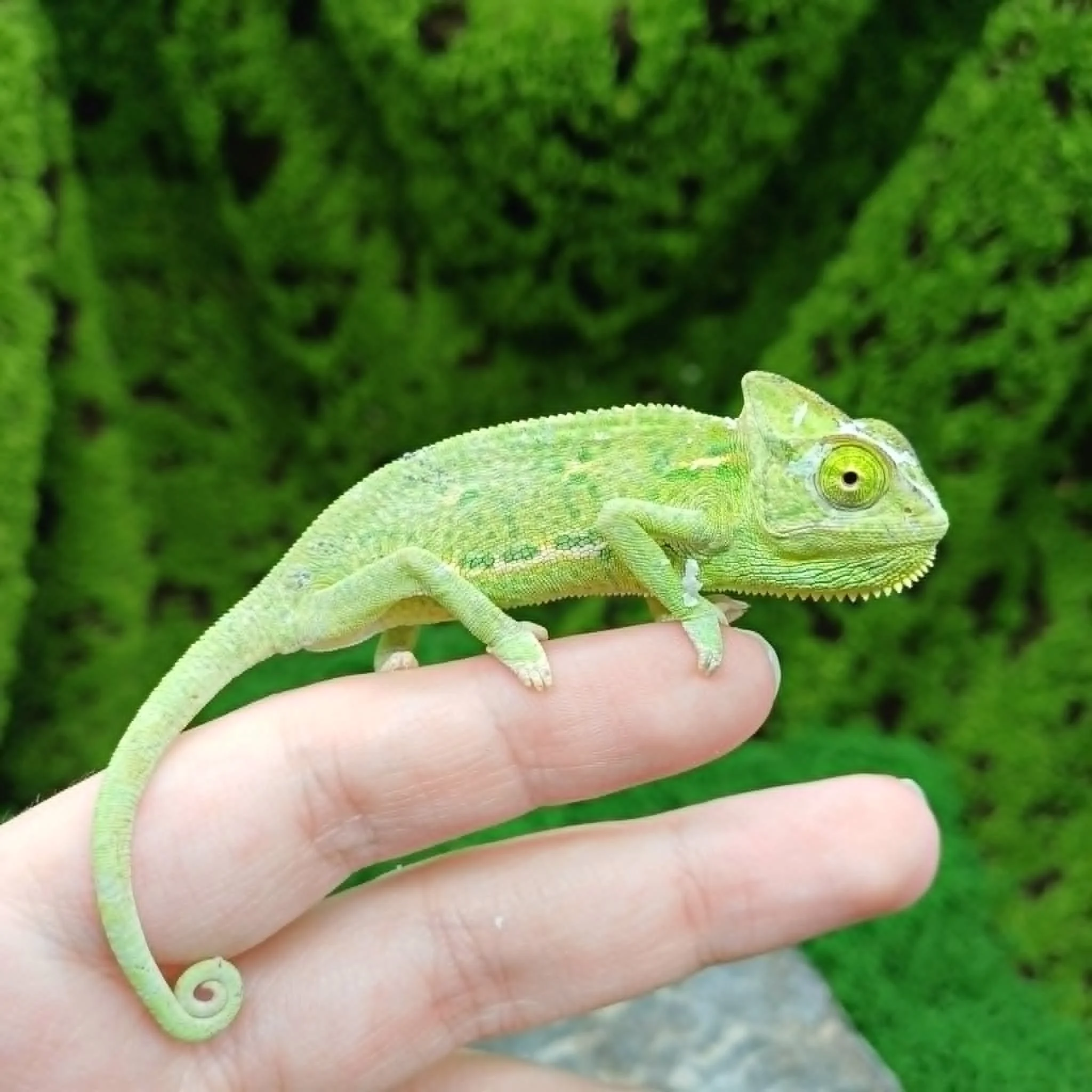 Baby Yemen Chameleons For Sale - Male