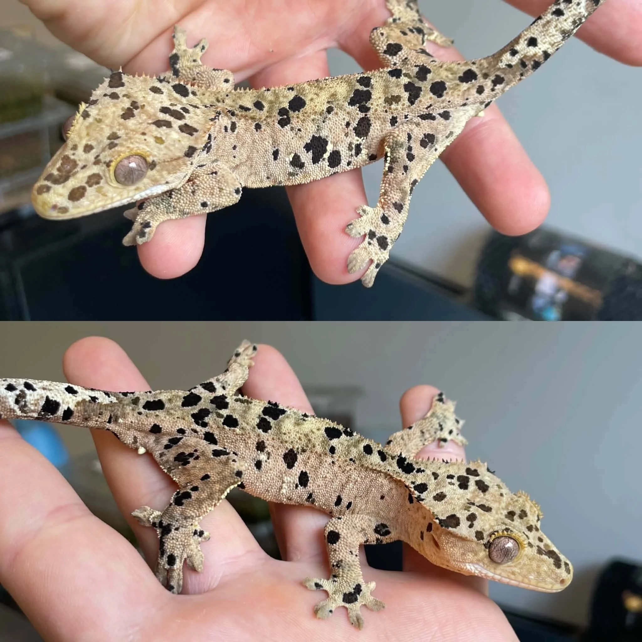 Superdalmatian Crested Gecko For Sale - Juvenile Male
