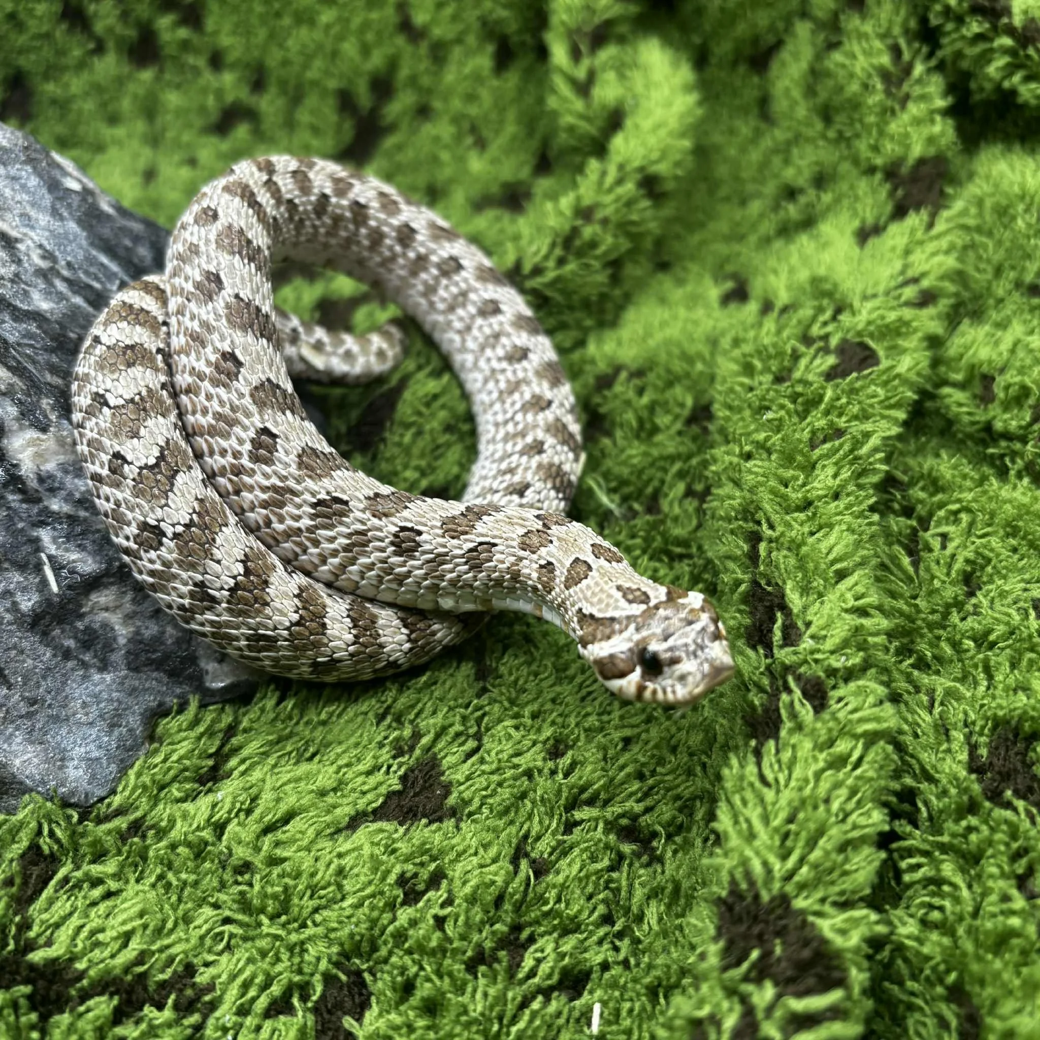 'Sassy' The Hognose Snake For Sale