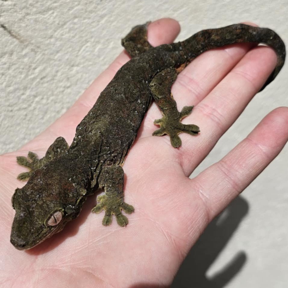 Female Mossy Gecko For Rehoming - Back Kink
