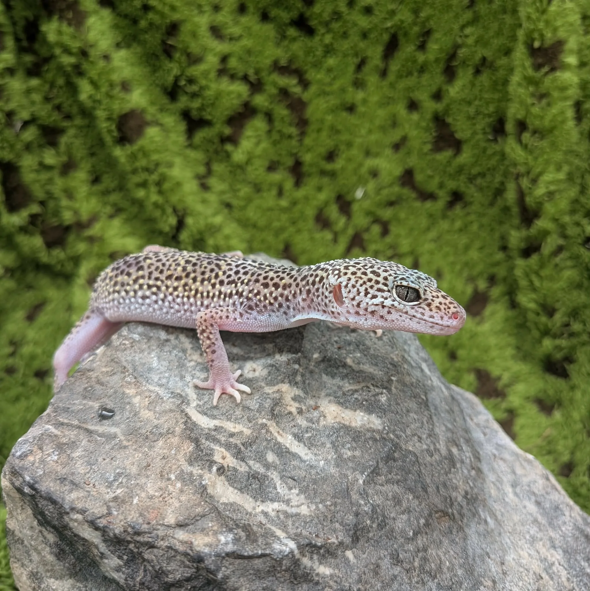 Mack Snow Leopard Gecko For Sale