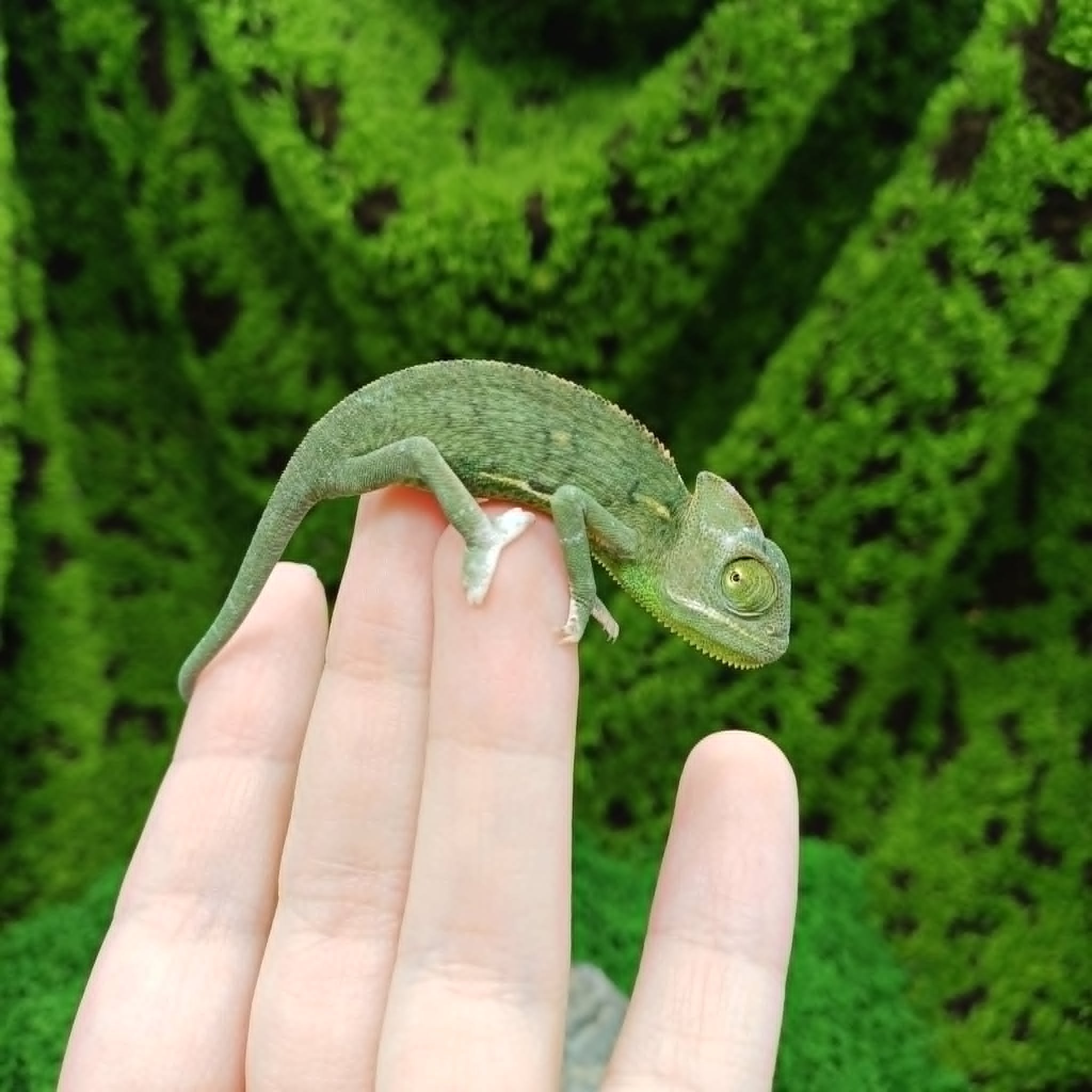 Baby Yemen Chameleons For Sale - Female
