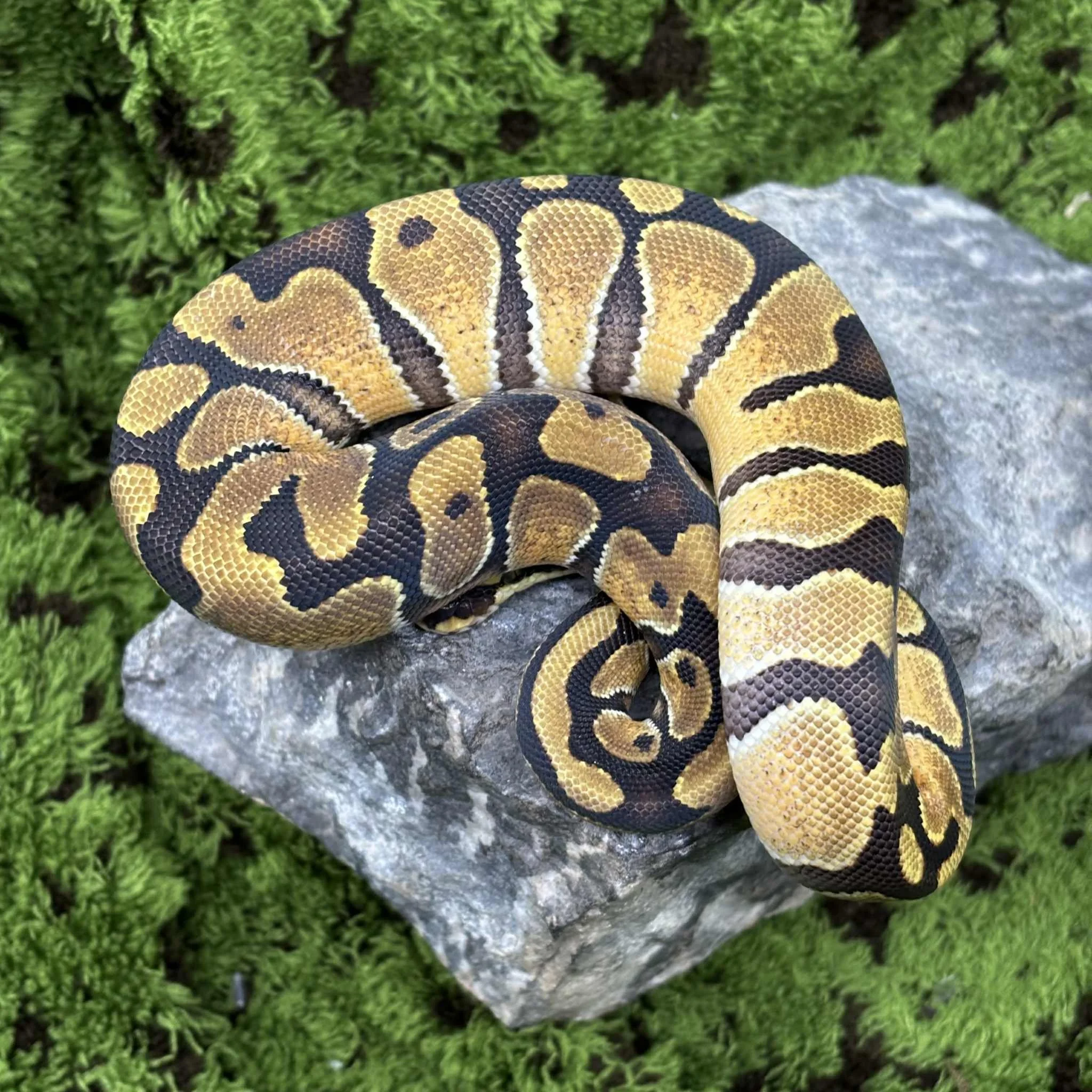 Enchi Royal Python For Sale - Female