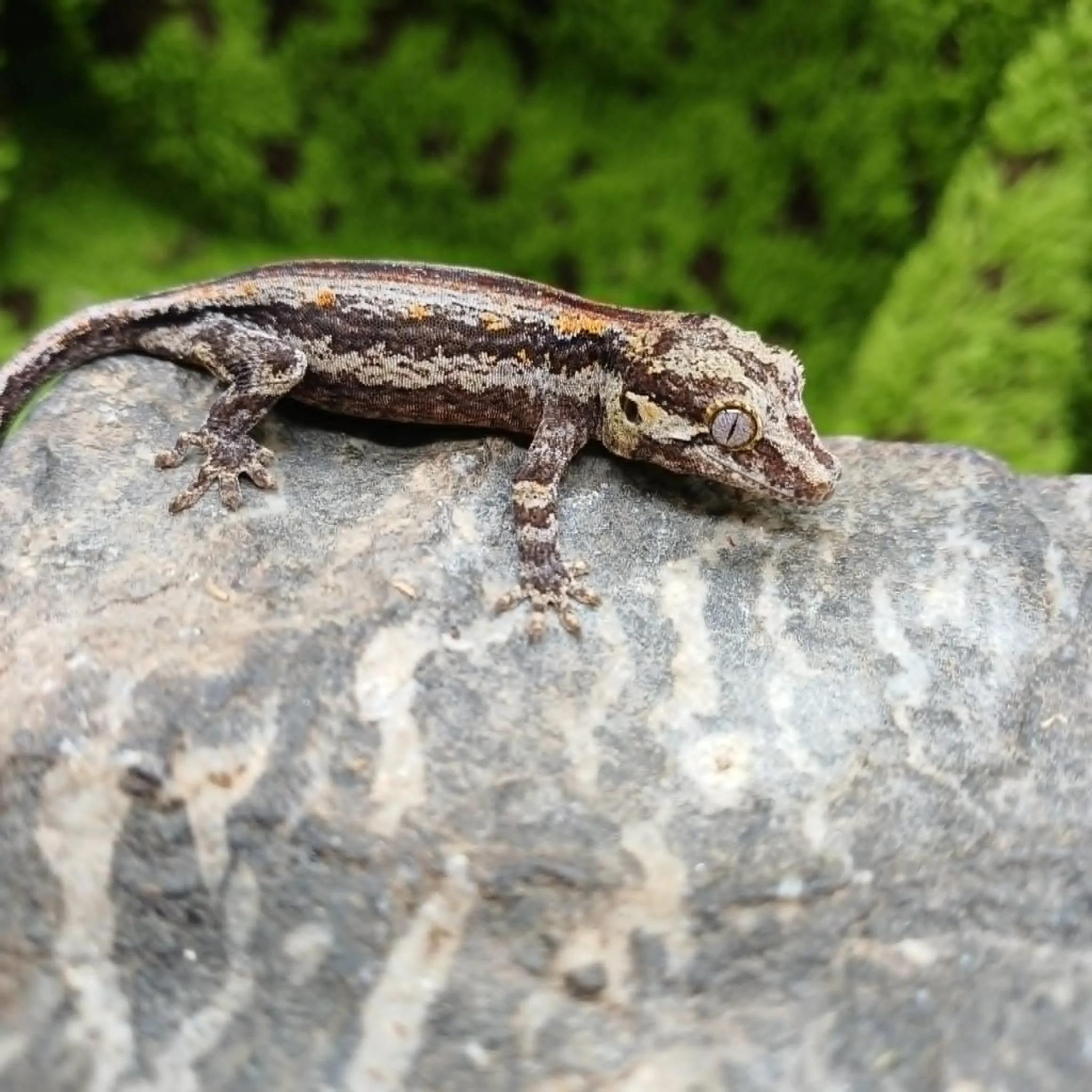 Striped Baby Gargoyle Gecko For Sale