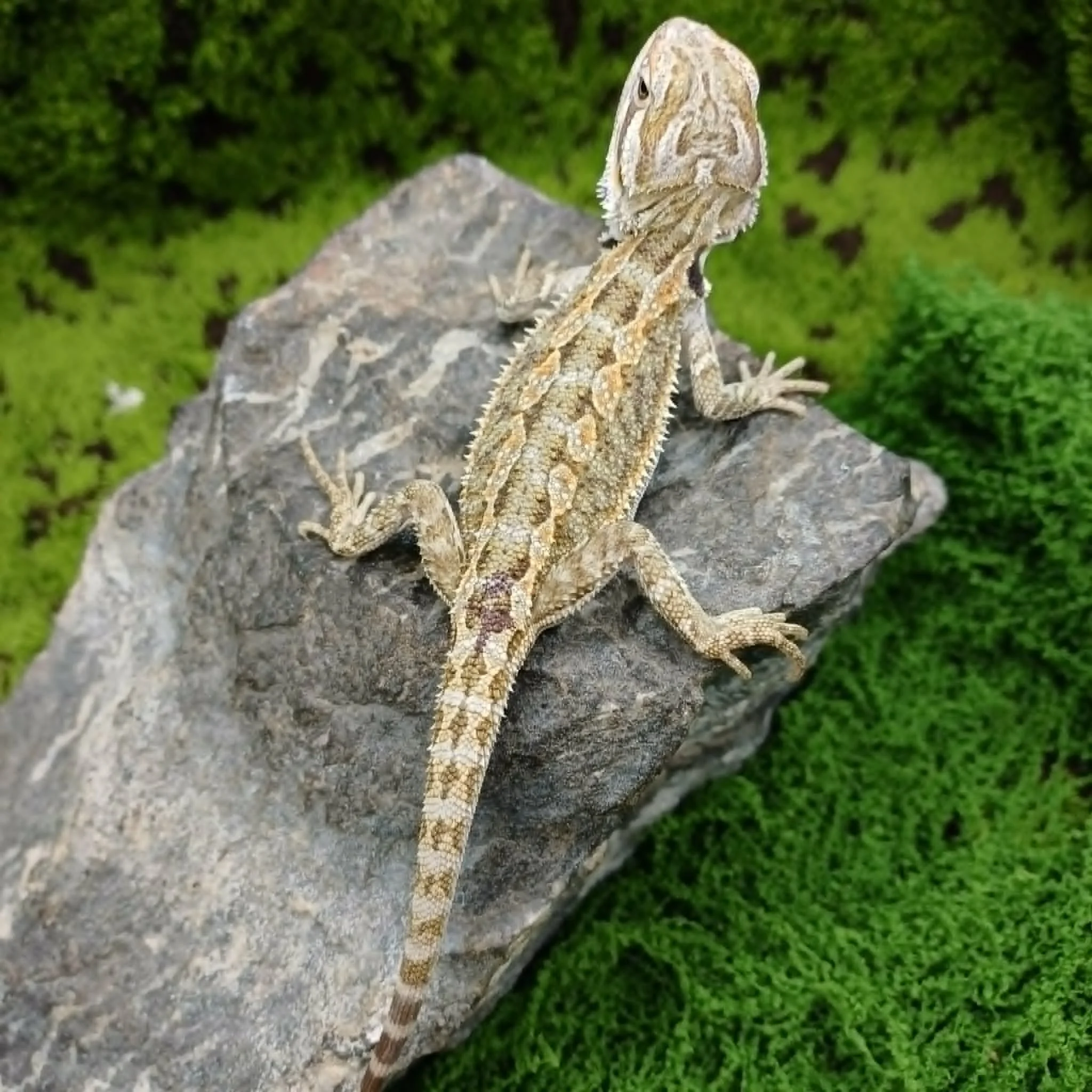 Baby Bearded Dragon For Sale - Tiger