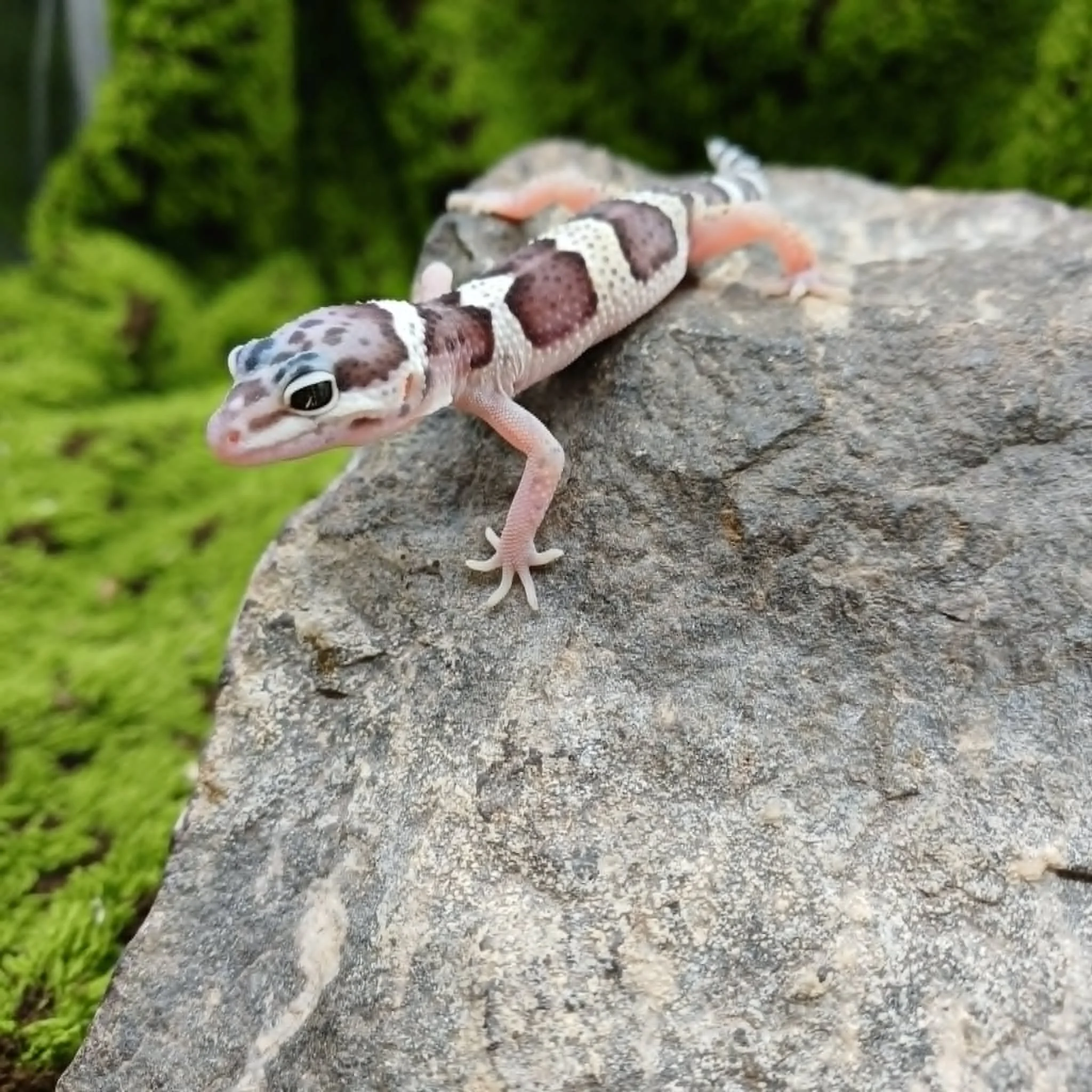 Mac Snow Leopard Gecko For Sale