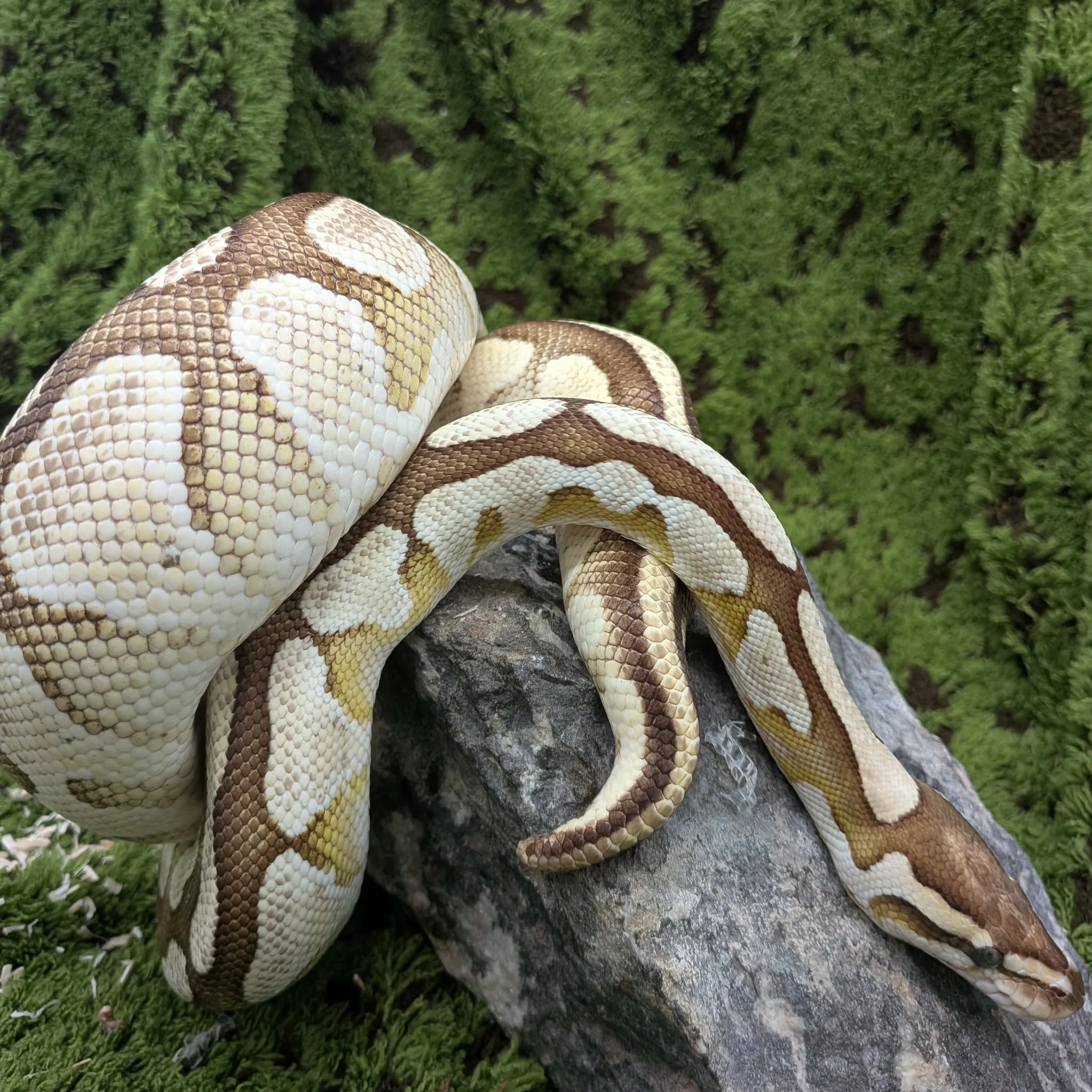 Lesser Pastel Royal Python For Sale - Female