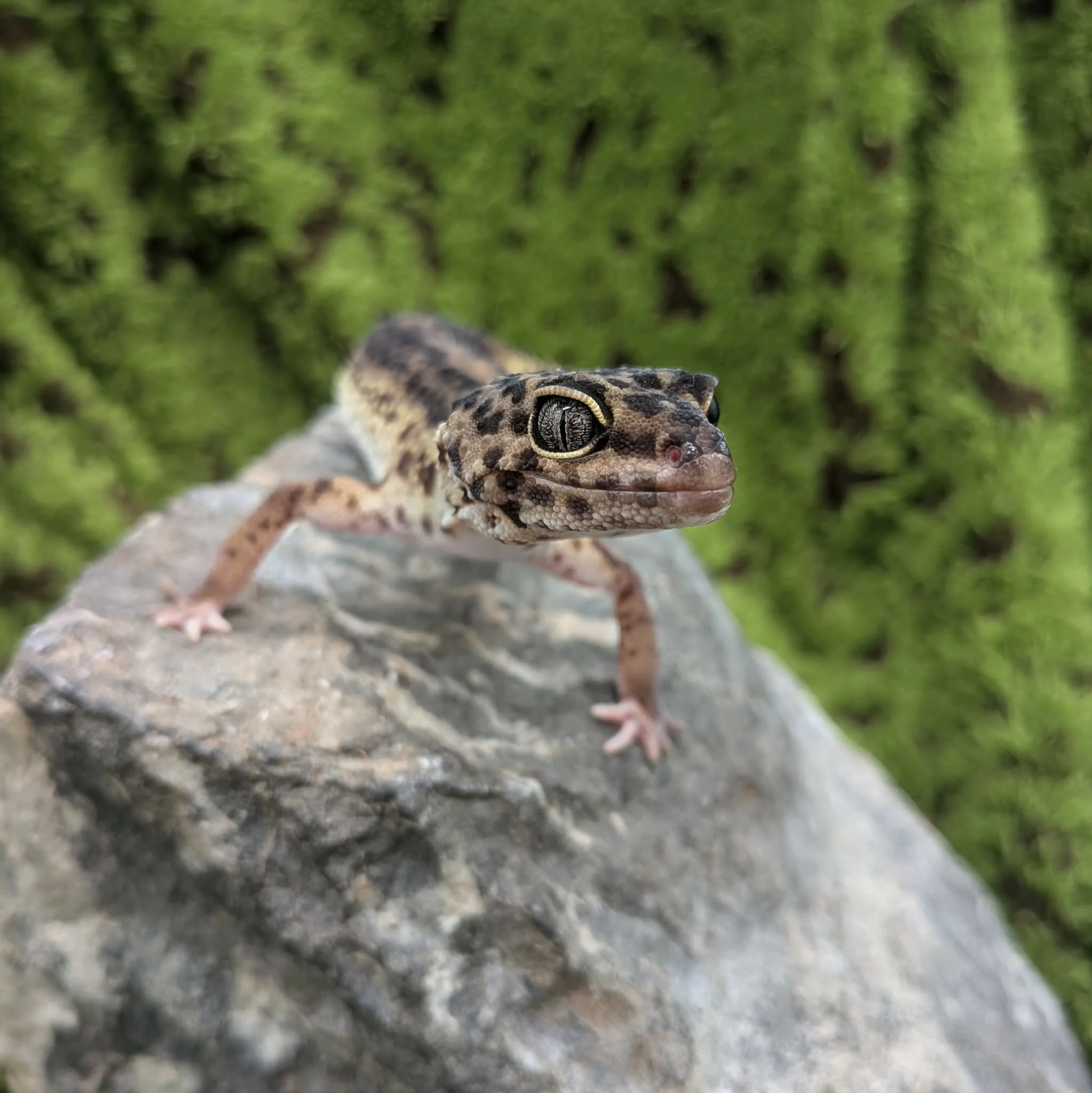 Black Night Line Leopard Gecko For Sale