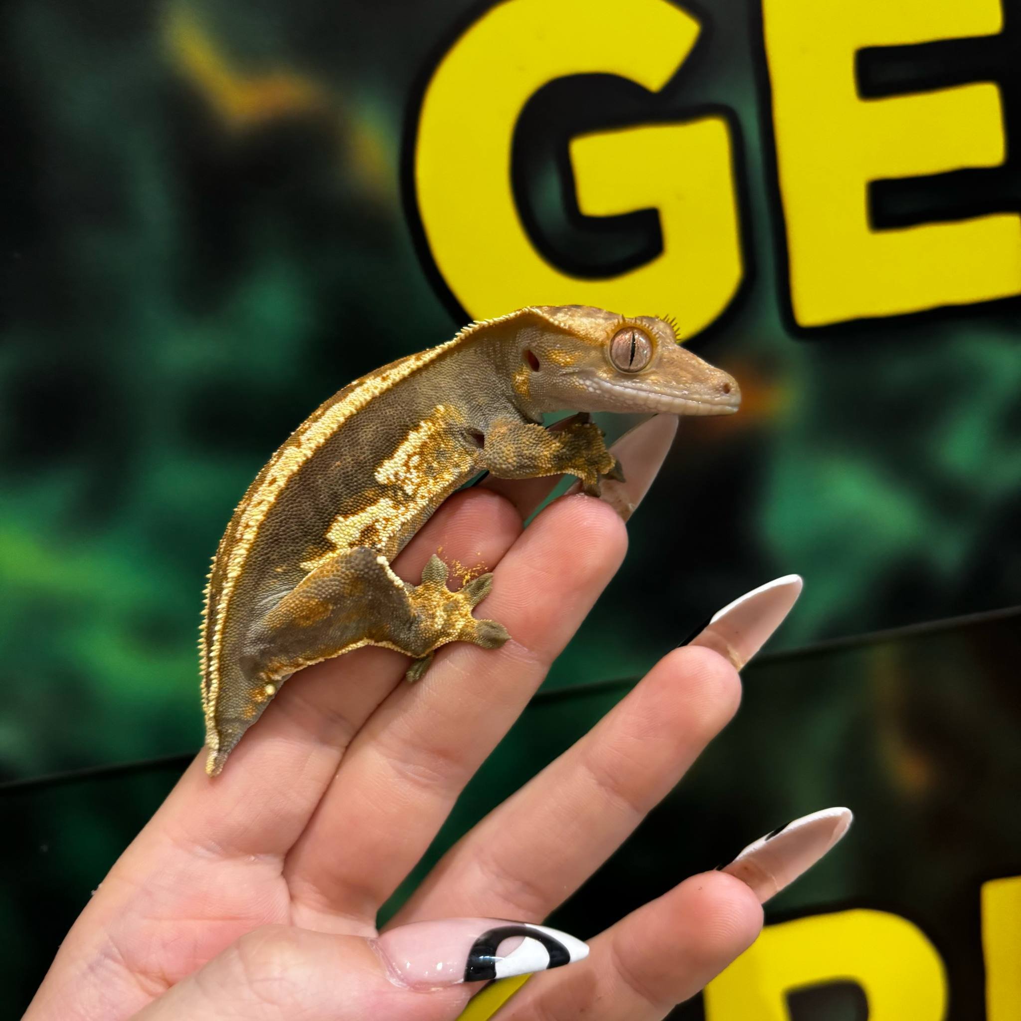 Full Pinstripe Crested Gecko For Sale - Female