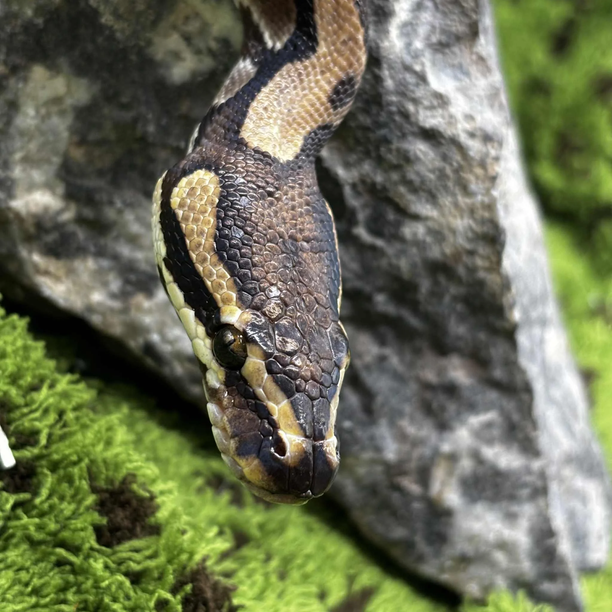 Shy Male Royal Python For Sale