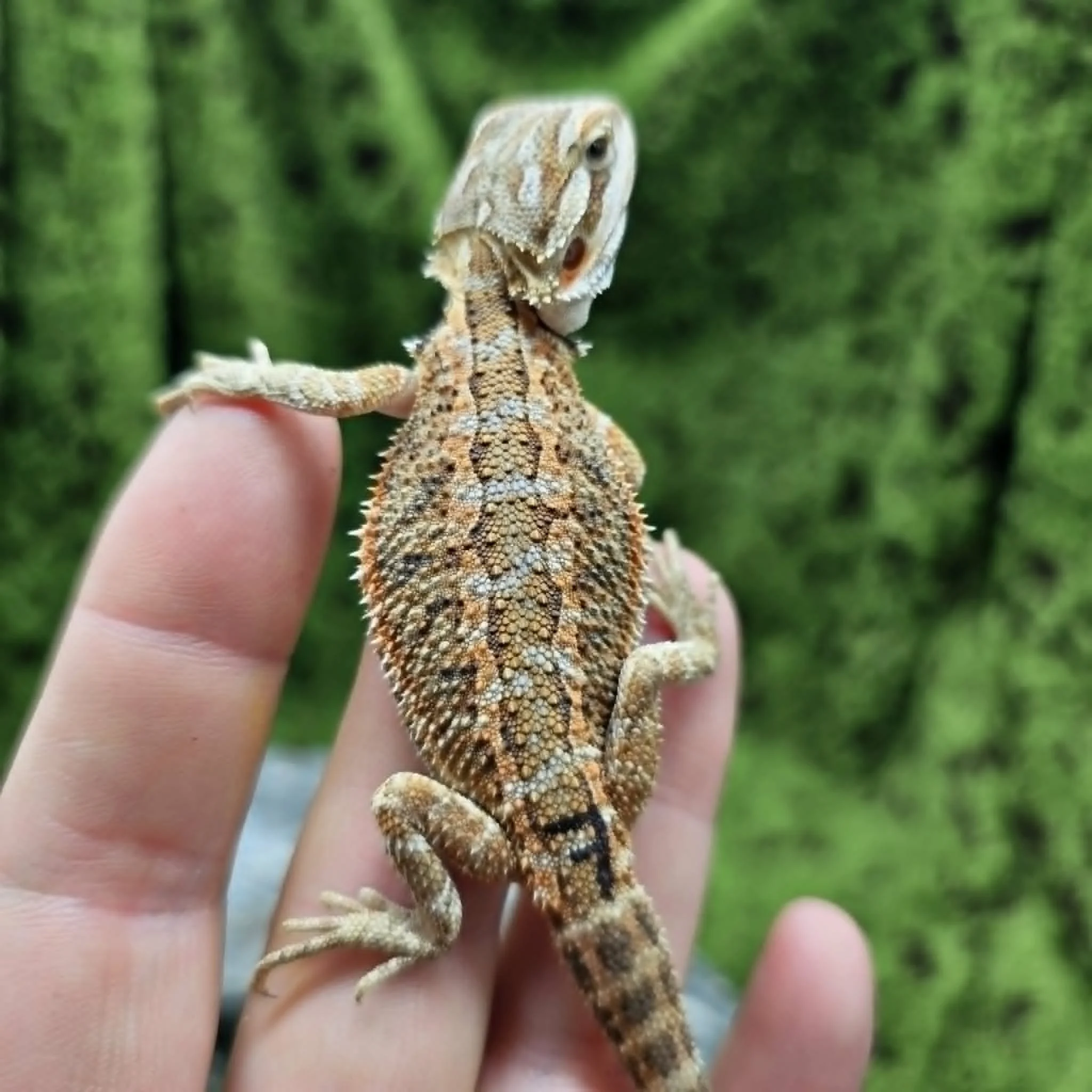 Baby Bearded Dragon For Sale - Orange Tiger