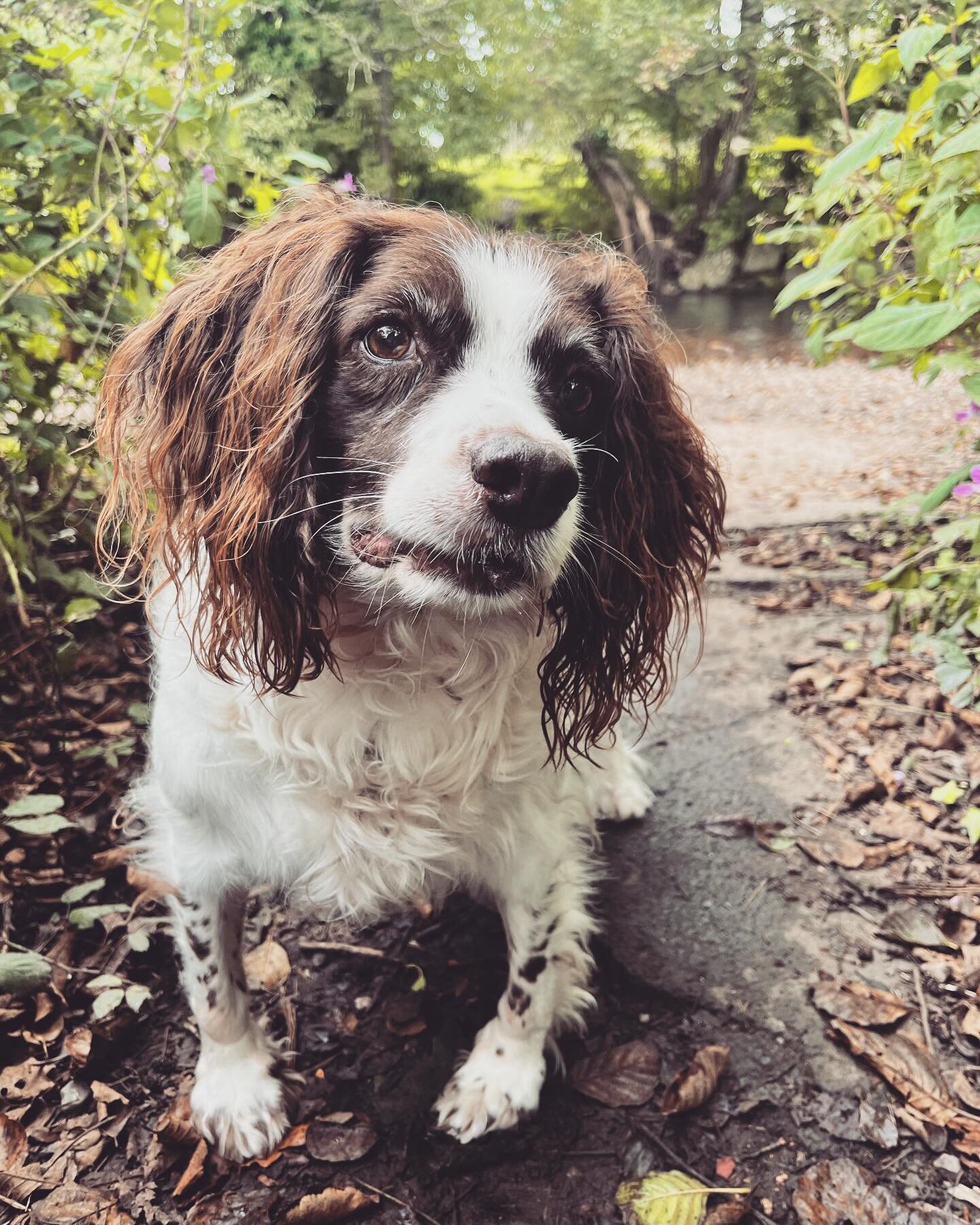 I&rsquo;m a little quiet on the socials- working away on orders, just without my little Studio Sidekick 😢 Lola gave us nearly 14 years of pure joy and unconditional love, on Monday she went to find Toby again, totally and utterly heart broken but so