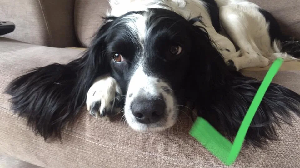 At first glance I didn’t think this image would work well, the right side is in shade, but I just love Fern’s ears, so with a bit of photo tweaking to draw out the details, this made a gorgeous portrait.