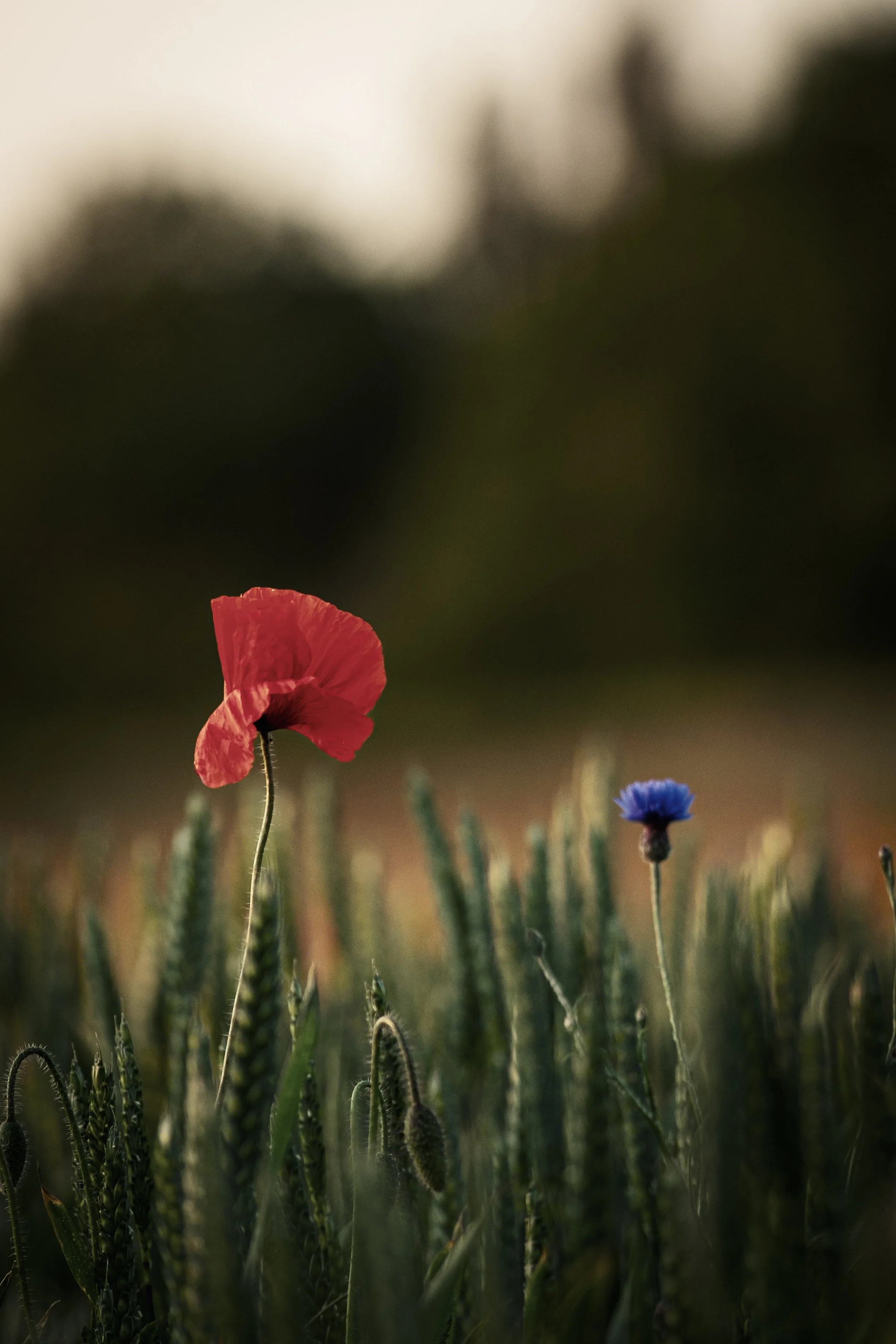 En röd vallmoblomma och en liten blå blomma bland gröna växtstjälkar i ett fält under en solnedgång.
