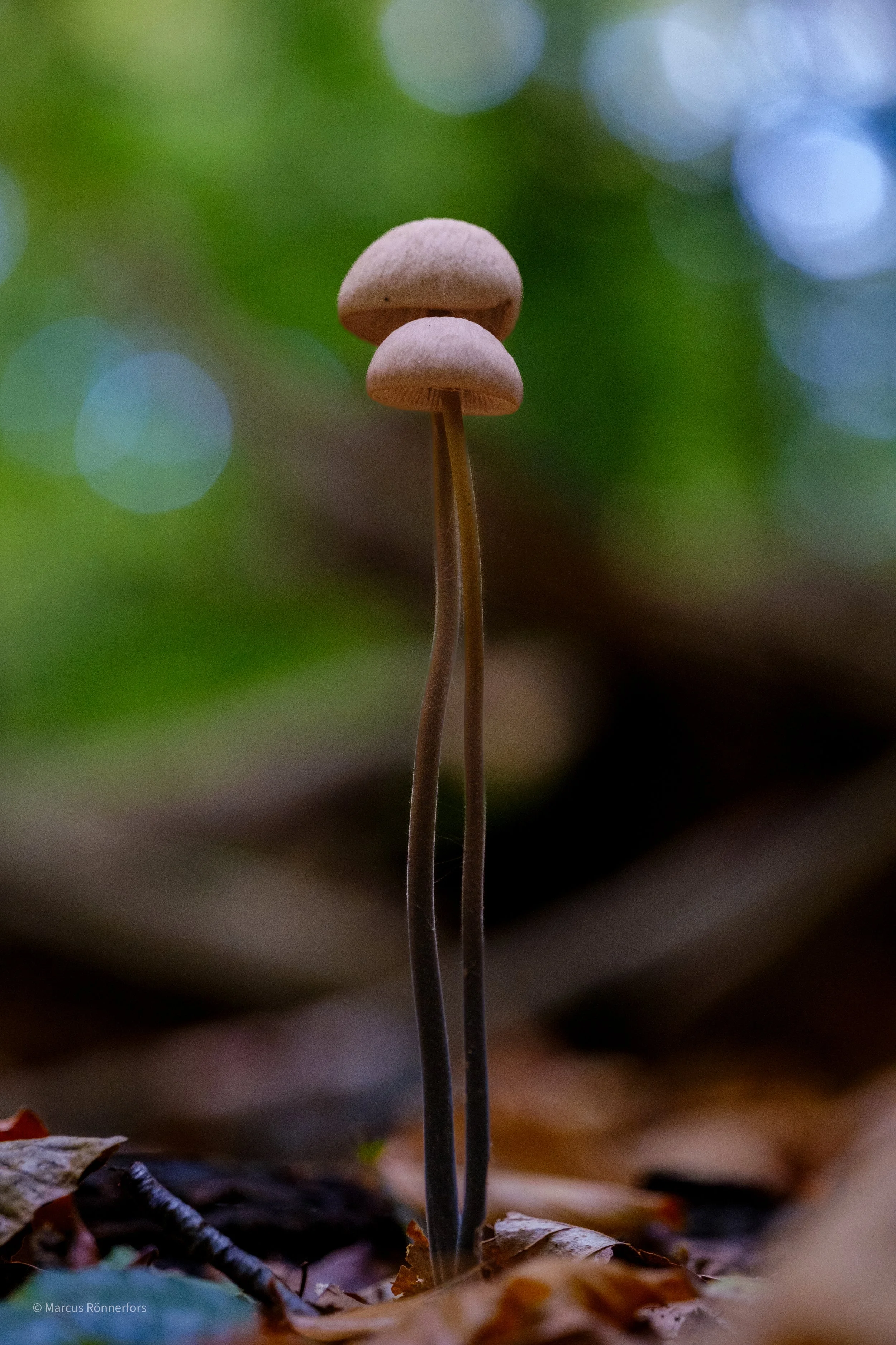 Två små svampor växer på skogsgolvet bland fallna löv, med en blå och grön bakgrund.