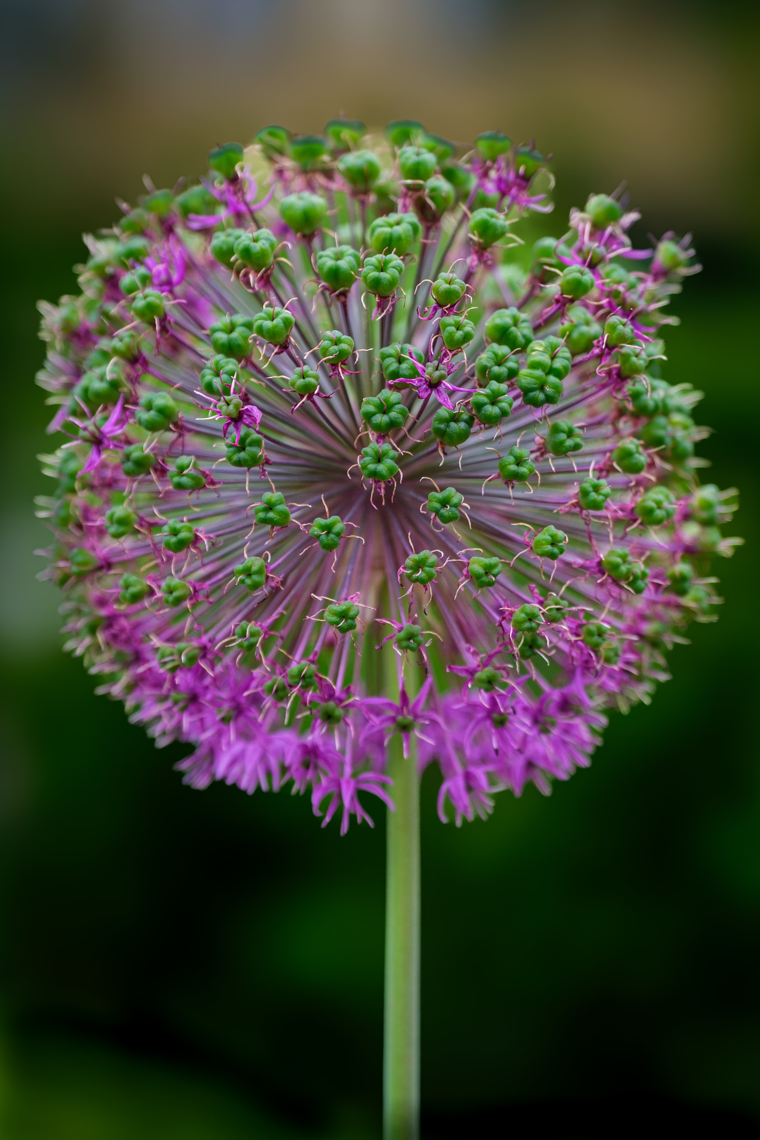 En växt med en rund blomhuvud av små, lila blommor och gröna knoppar.