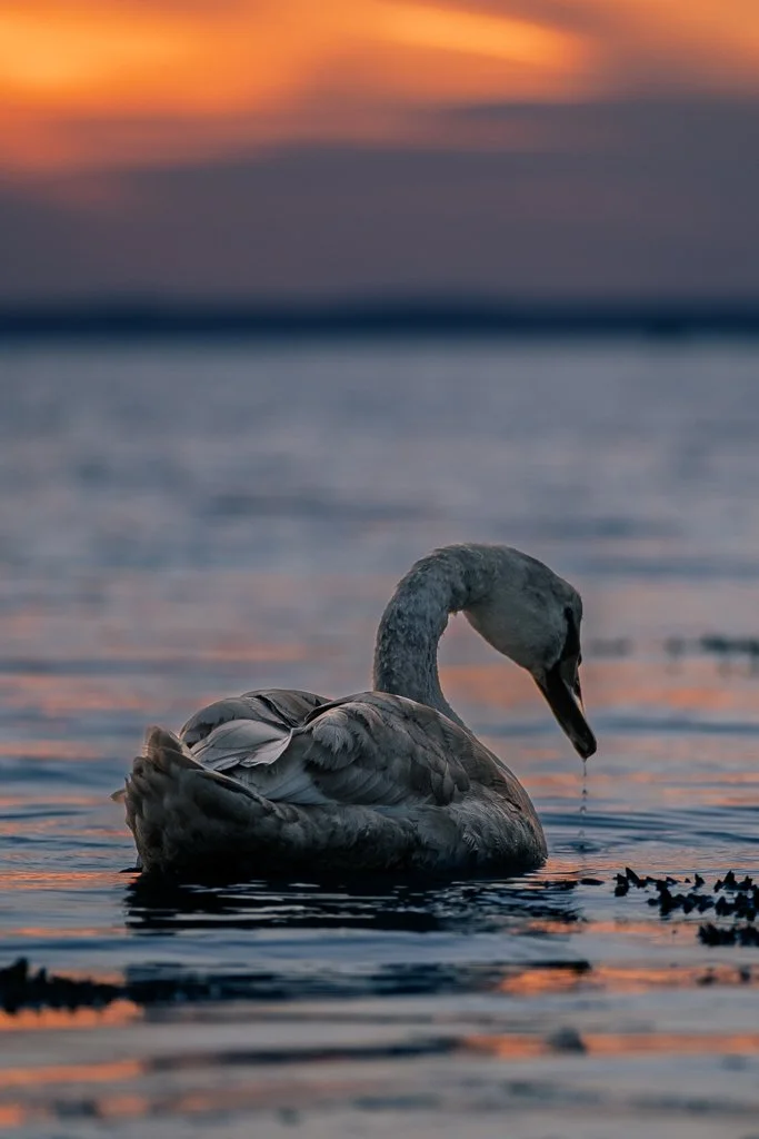 En svan flyter på vattnet vid solnedgången, med dess hals böjd ner mot vattnet där droppar faller.