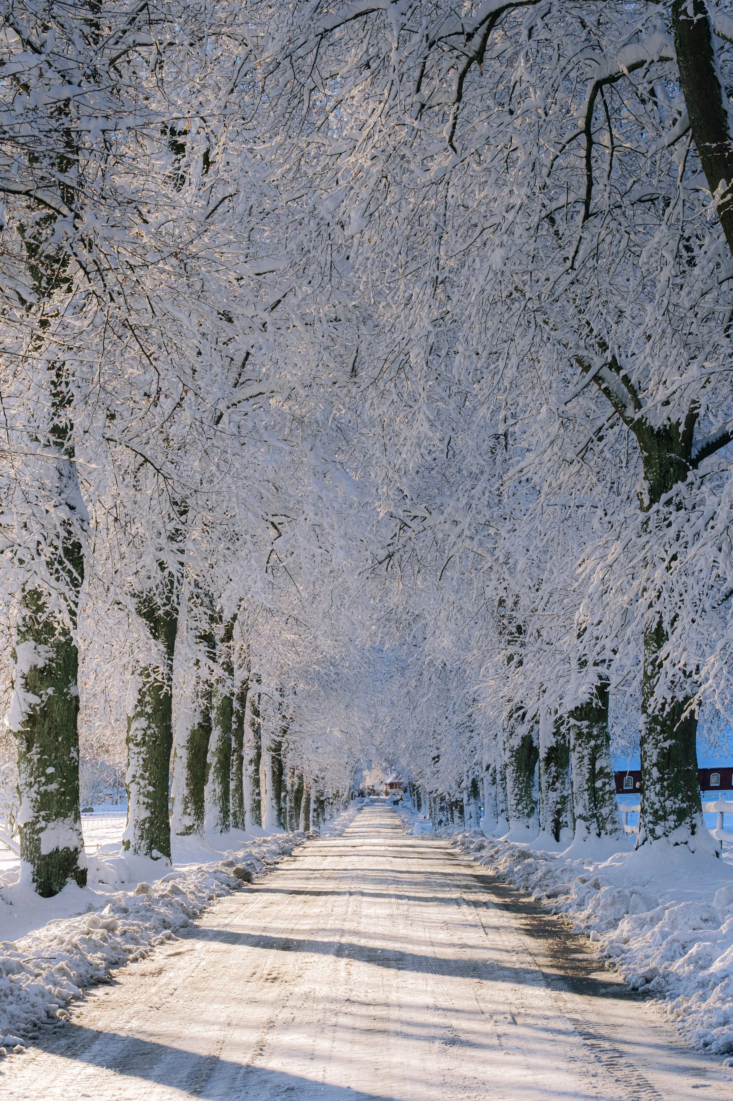En snötäckt landsväg omgiven av snöklädda träd på båda sidor, med långa skuggor på vägen.