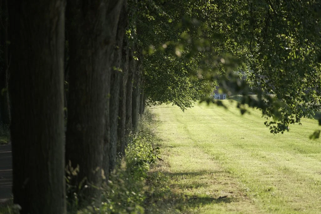 En trädallé med gröna blad och ett öppet gräsfält på den andra sidan.